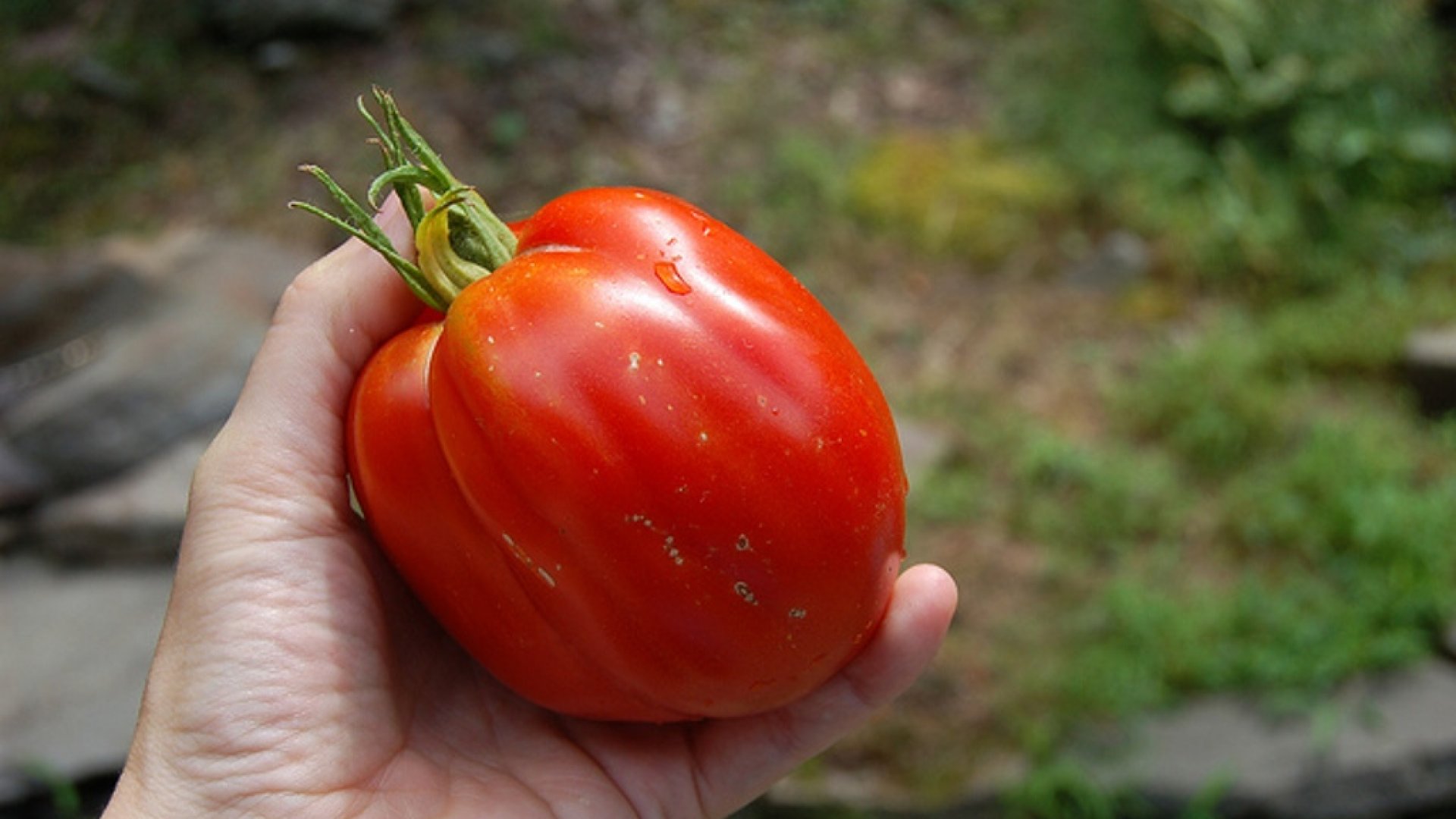A vizelet, mint értékes komposzt-kiegészítő
