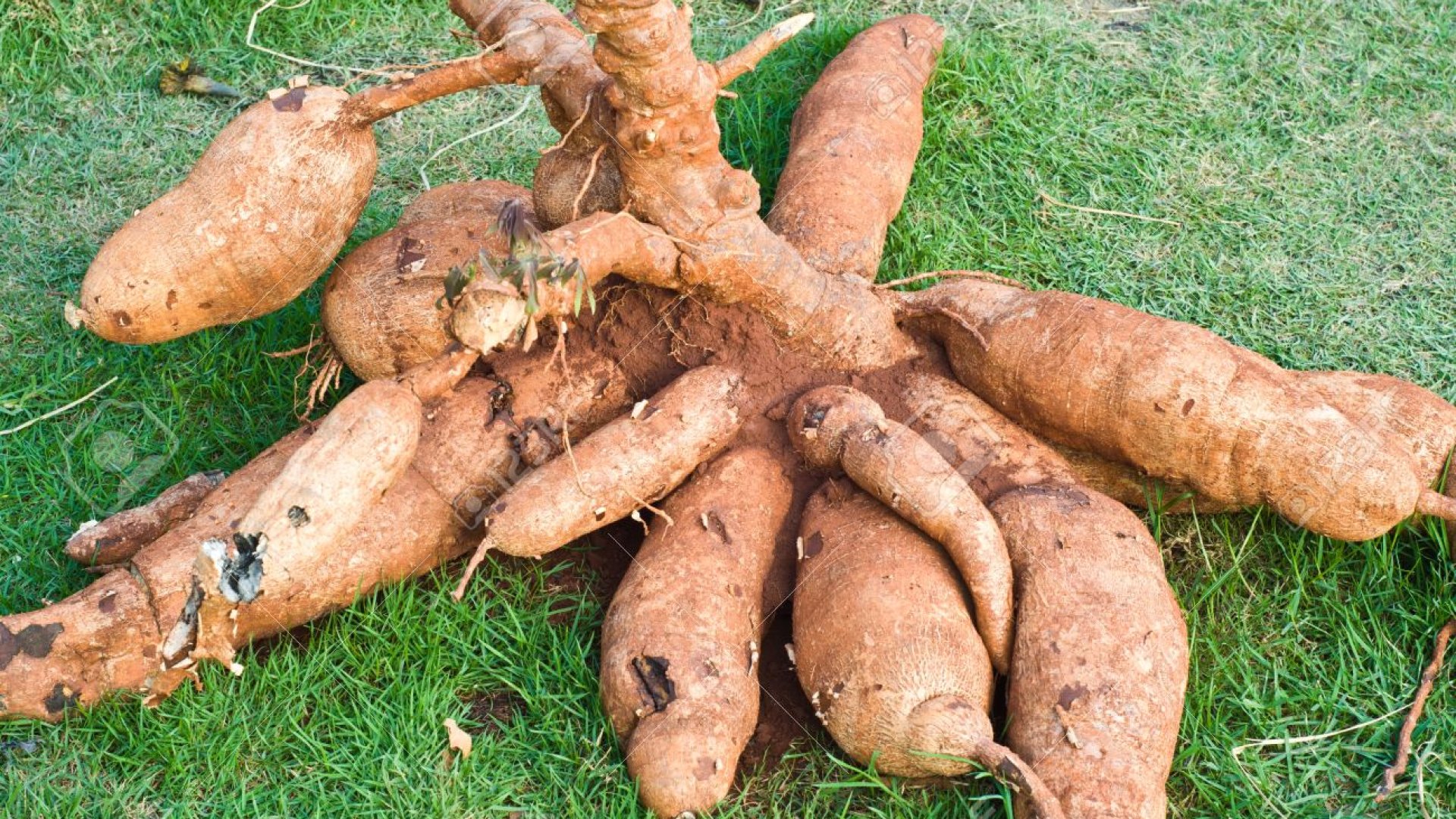 Amit a tápióka termesztéséről és felhasználásáról tudni érdemes
