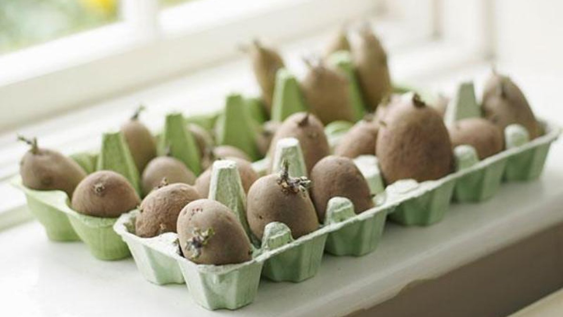 Hozzunk létre új növényt ételmaradékokból