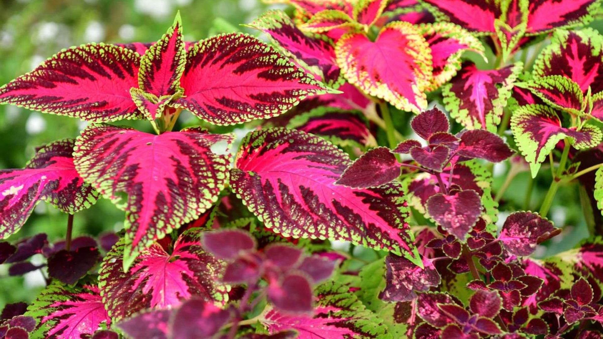 A díszcsalán gondozása