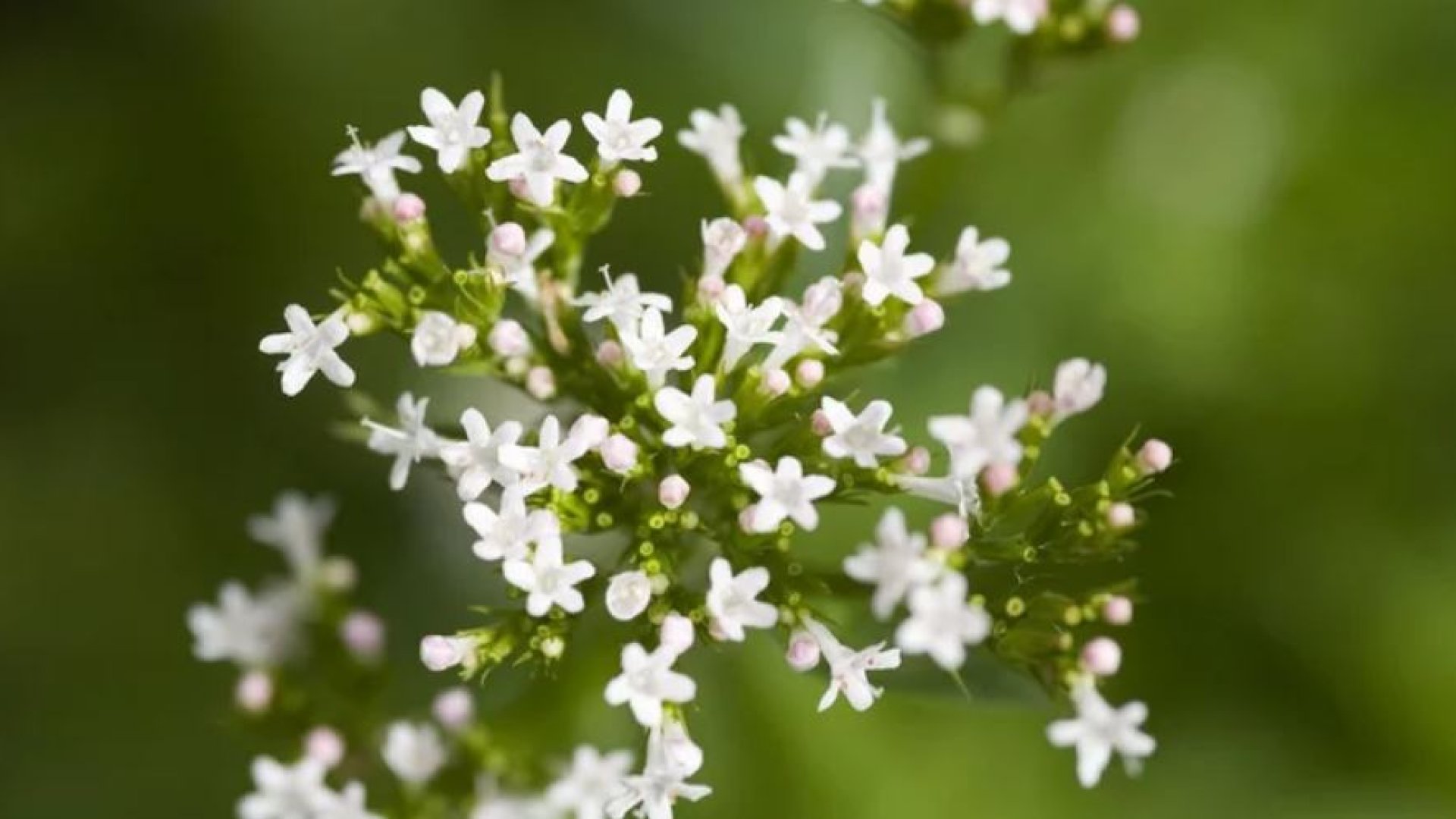 6. Büdös növények a természetben: tengerparti iringó (Eryngium maritimum)