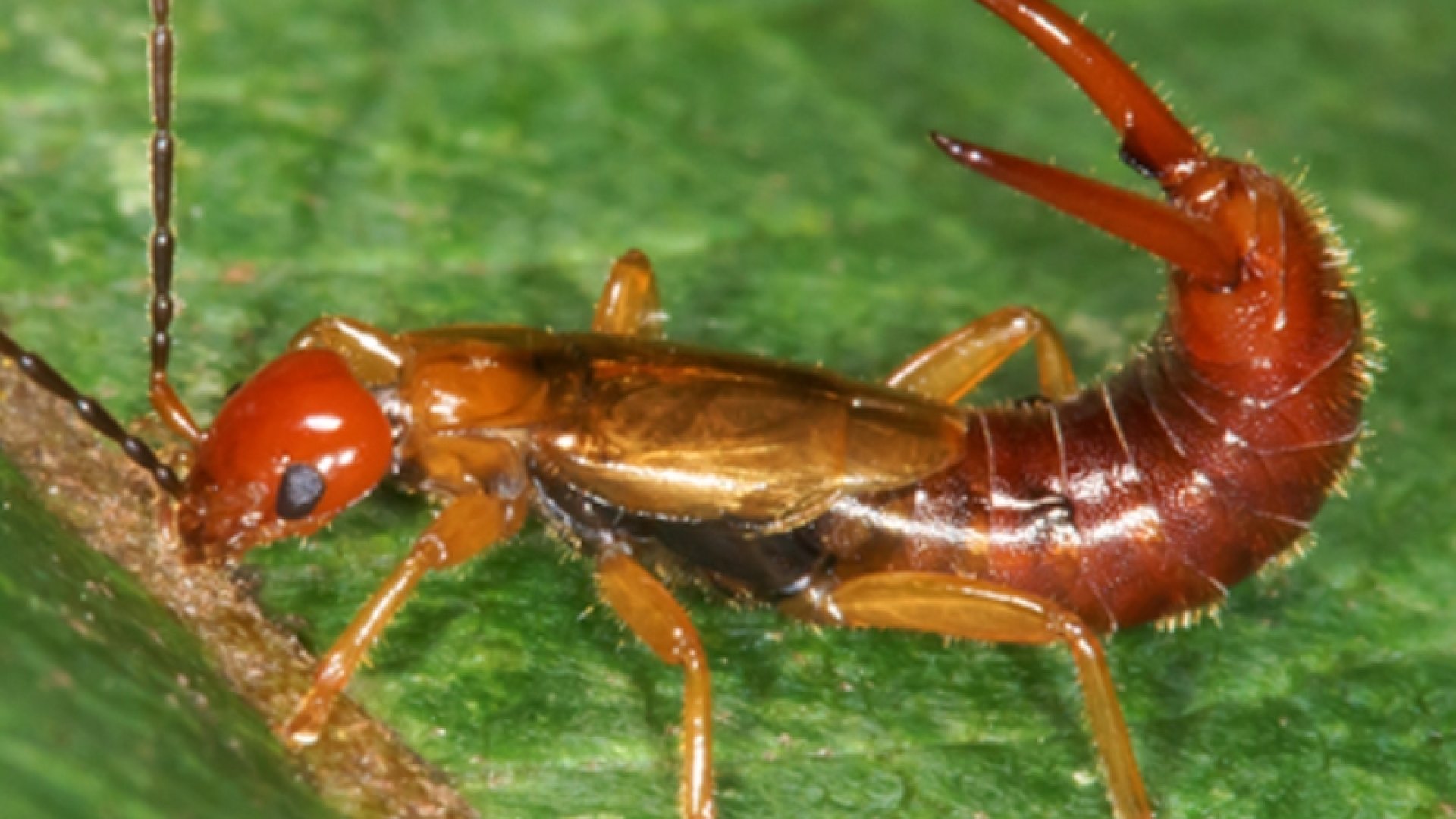 Így szabadulj meg a kertben a fülbemászóktól