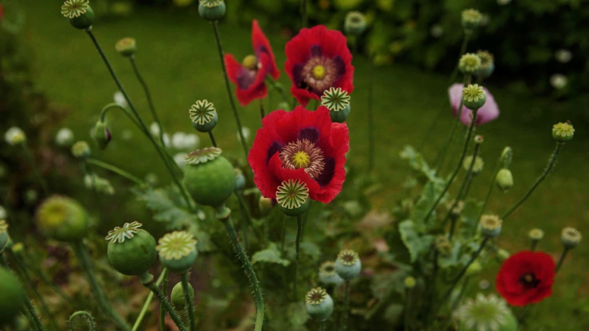 Tudnivalók a kerti mákról és termesztéséről