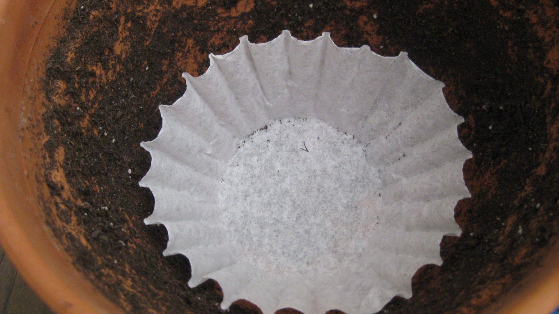 A kávéfilter csodákra képes – Ezért tegyél belőle minden virágcserépbe! 