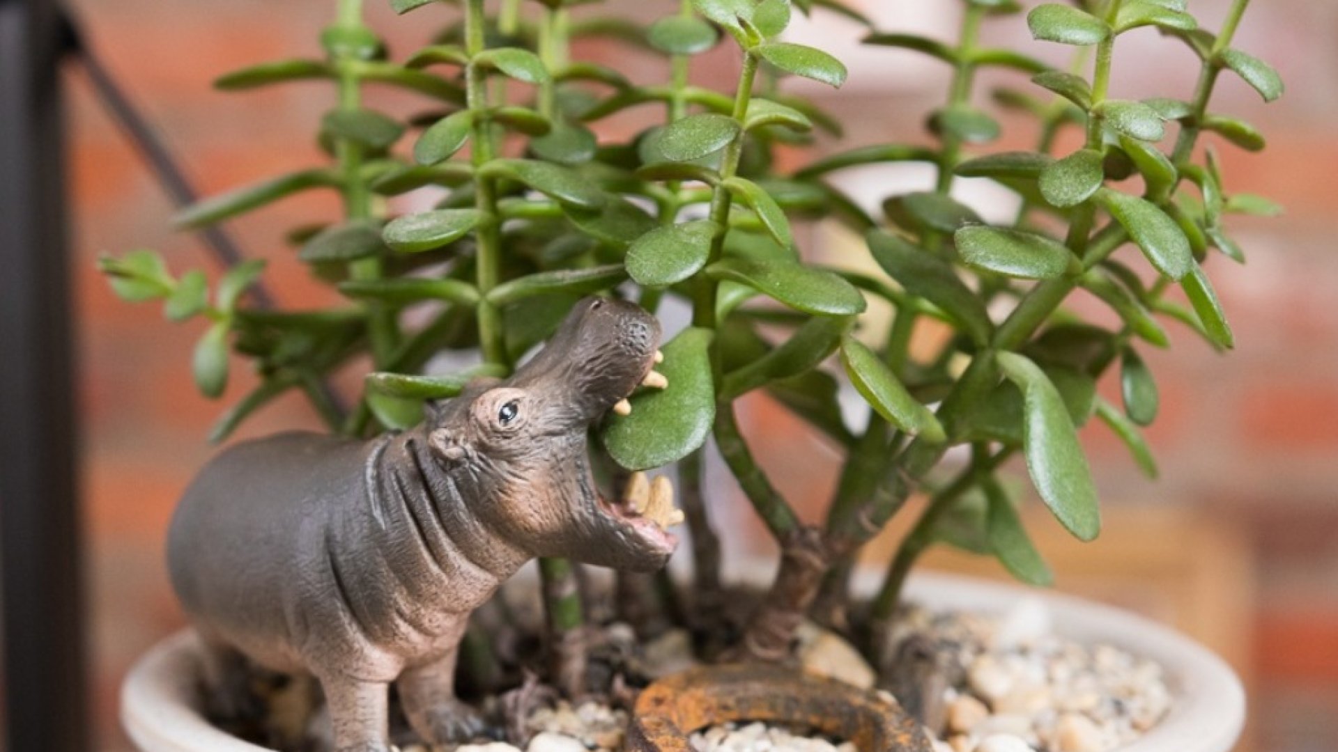 A legjobb szobanövények otthonod különböző szobáiba