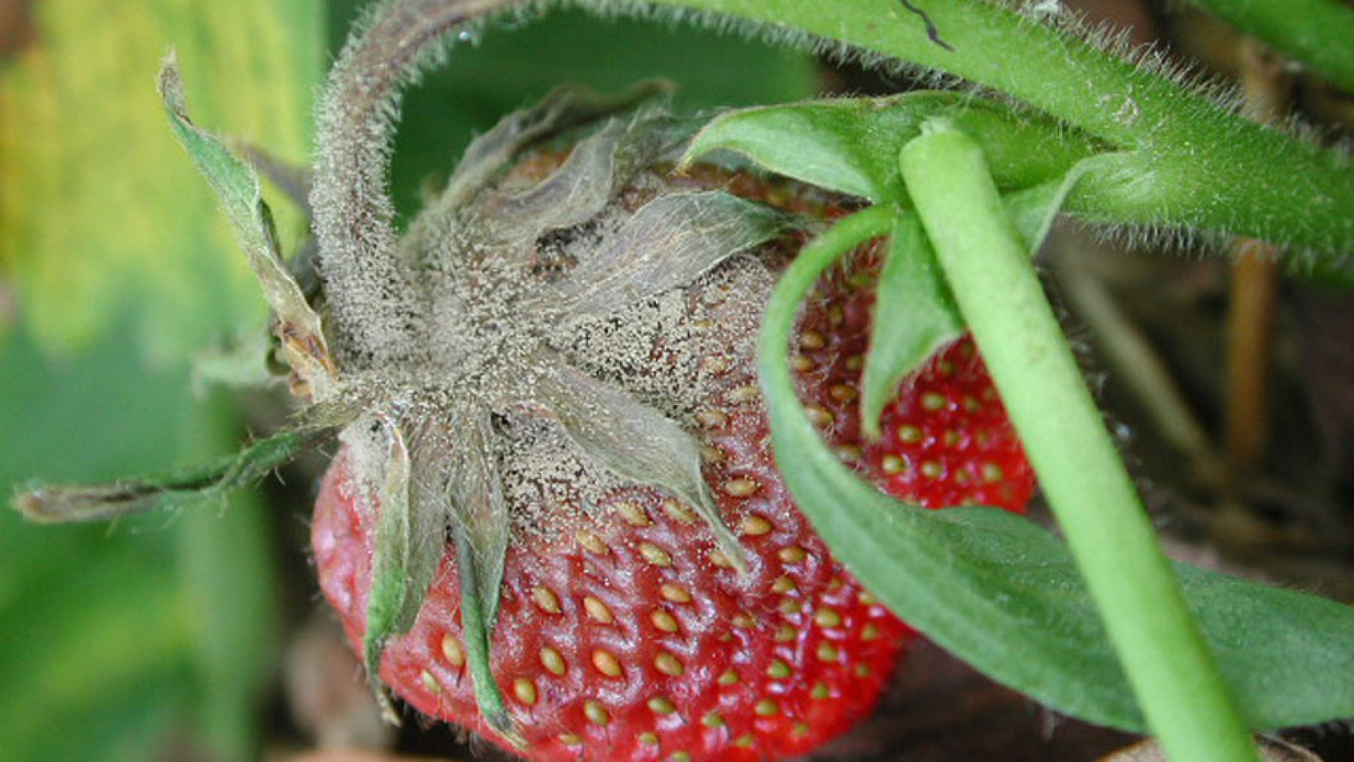 A botritisz, azaz a szürkerothadás