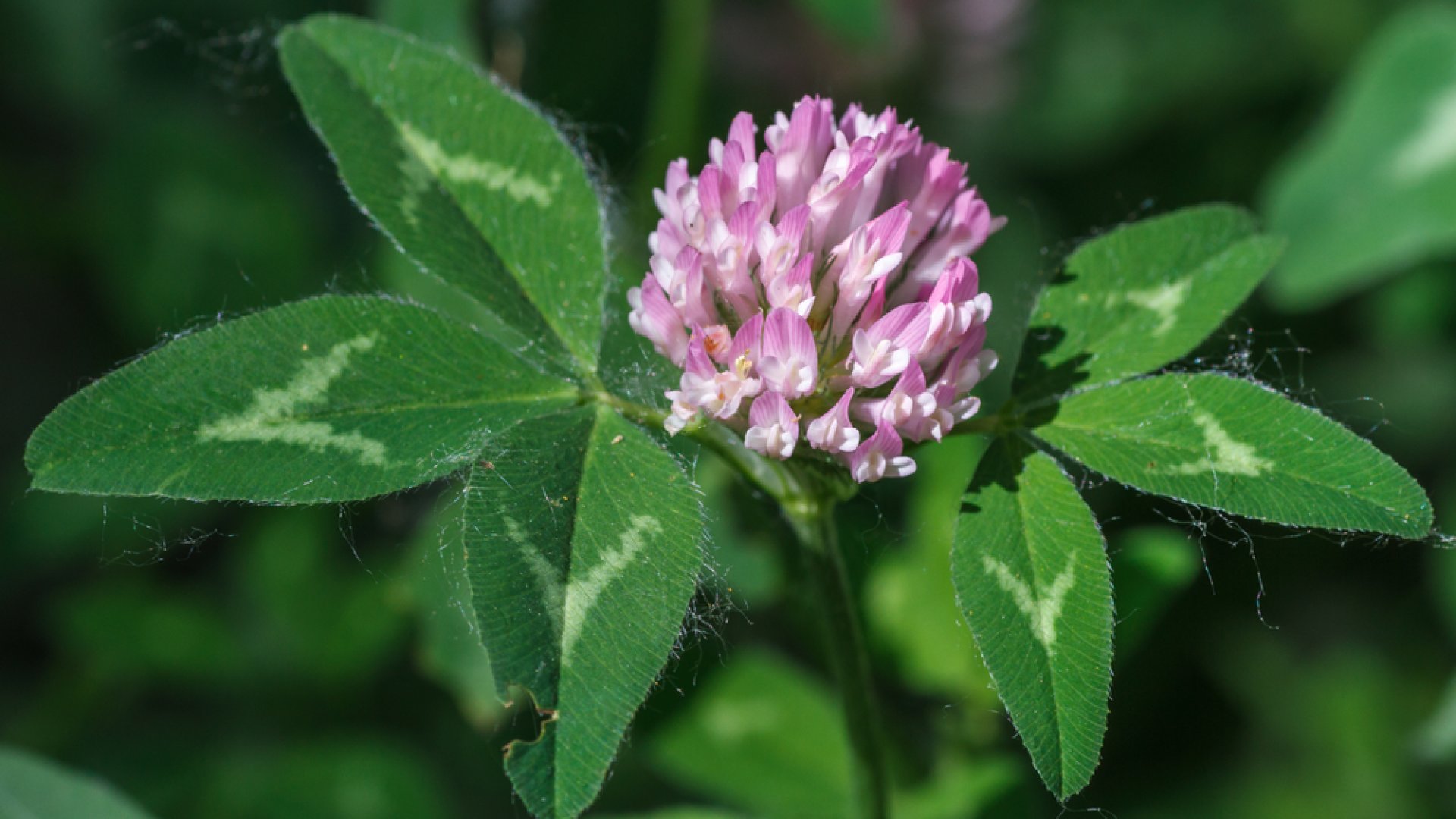 Ezért érdemes réti herét gyűjteni (vagy termeszteni)