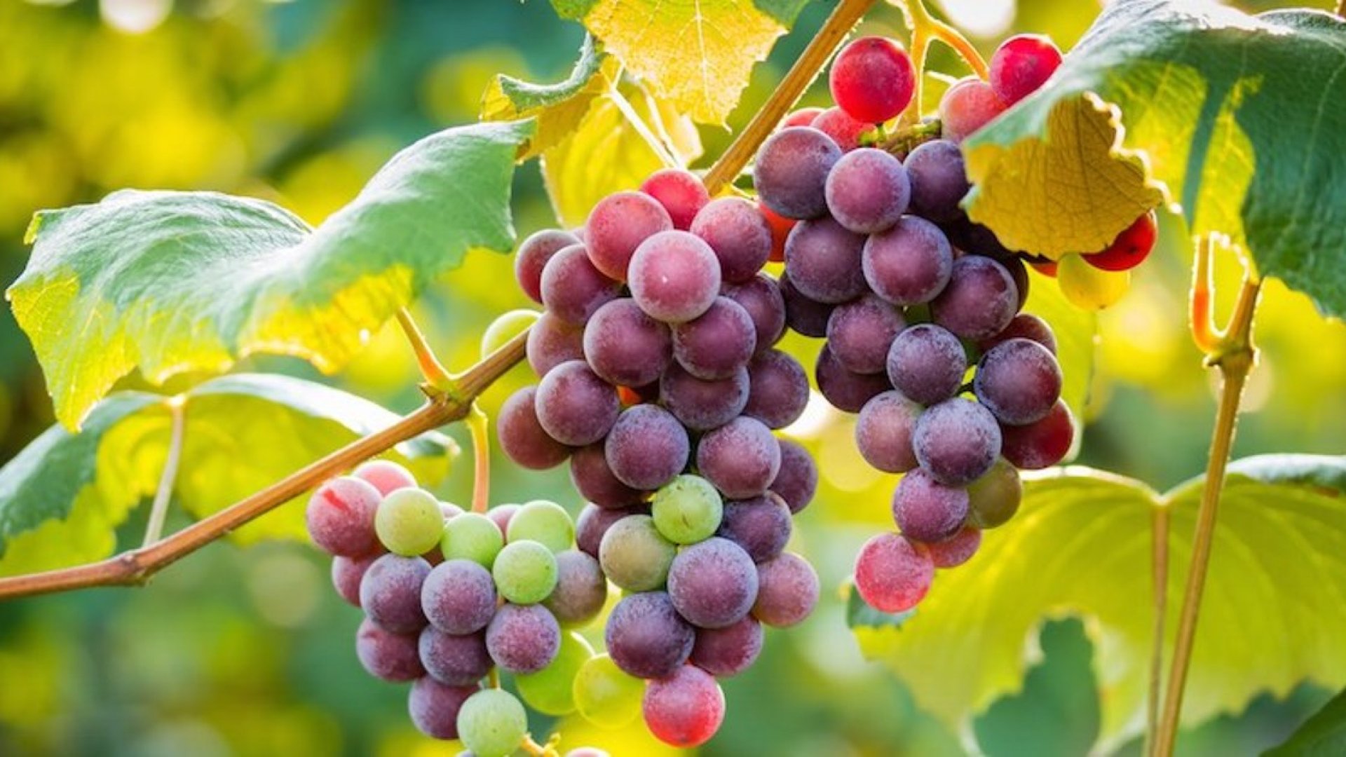 Amit a szőlőtermesztésről tudni érdemes Amit a szőlőtermesztésről tudni érdemes