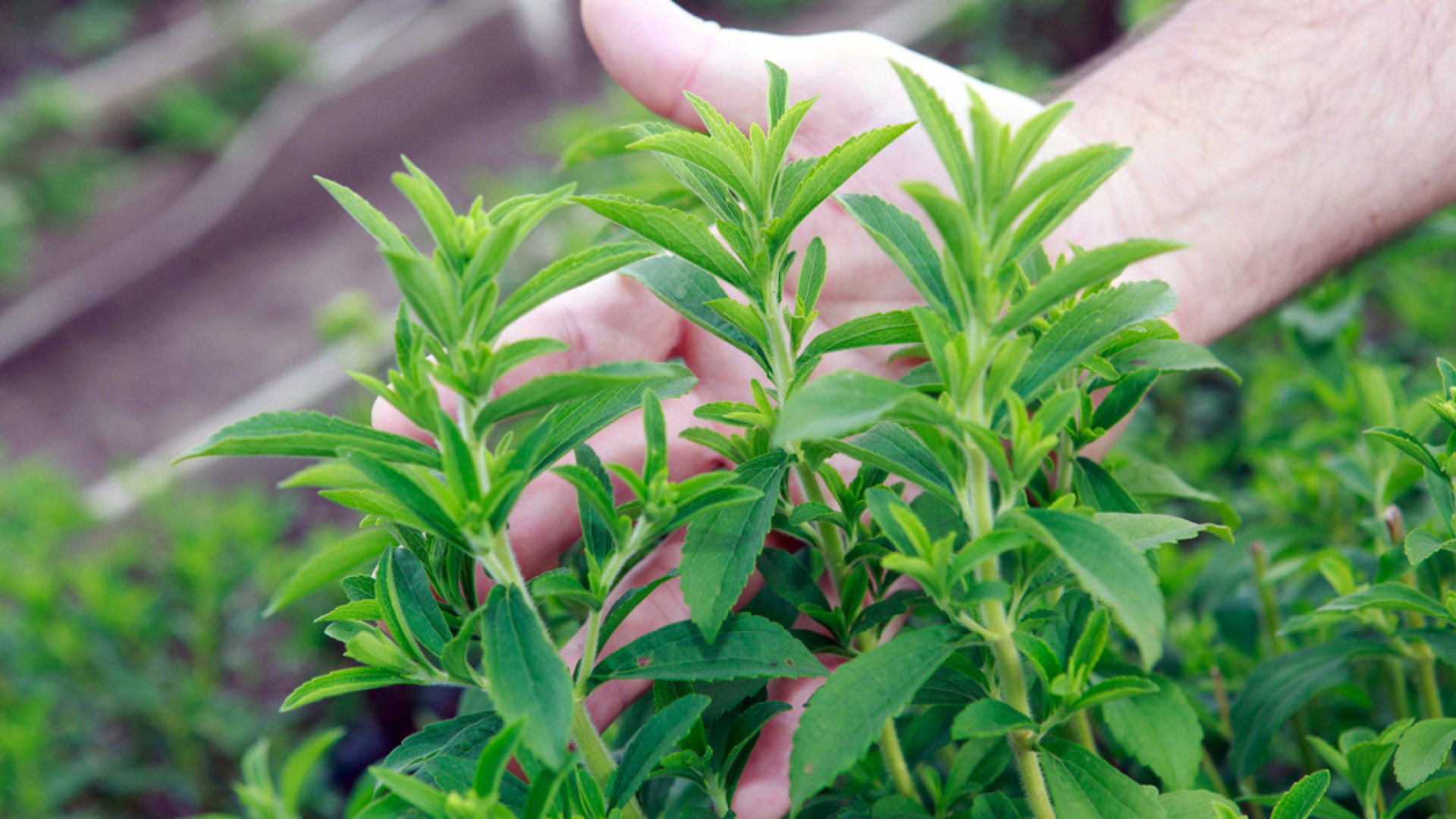 Amit a sztévia, azaz a jázminpakóca termesztéséről tudni kell