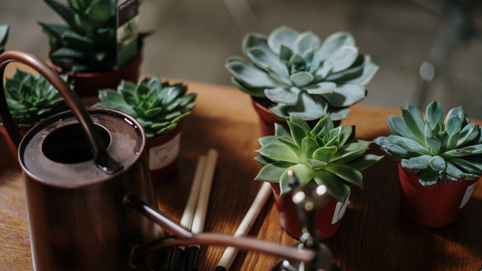 Minden, amit egy kertésznek a takarónövényekről tudnia kell