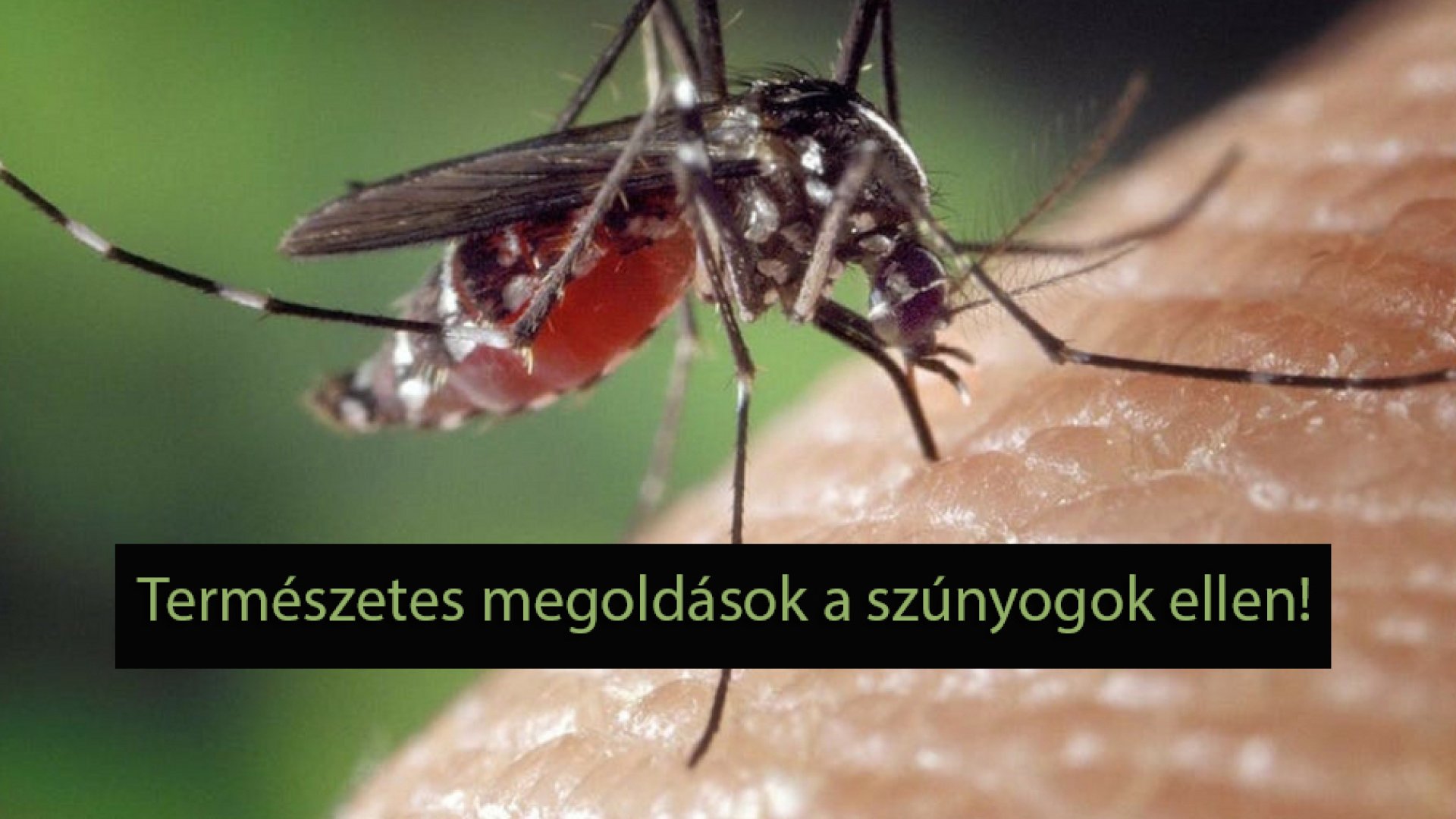 Így tarthatod távol a szúnyogokat otthonodtól és magadtól Így tarthatod távol a szúnyogokat otthonodtól és magadtól