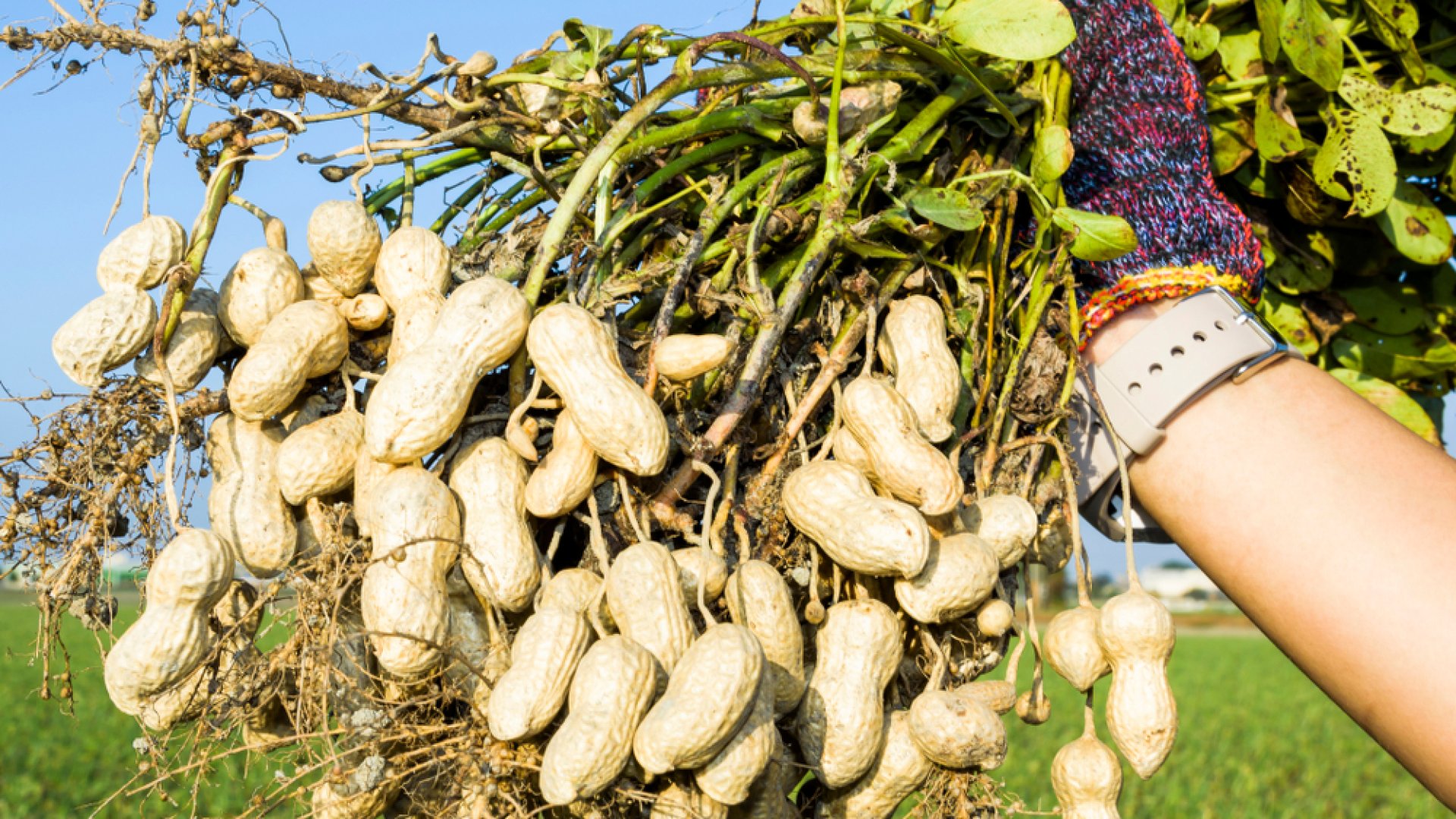 Minden, amit a földimogyoró termesztéséről tudni érdemes