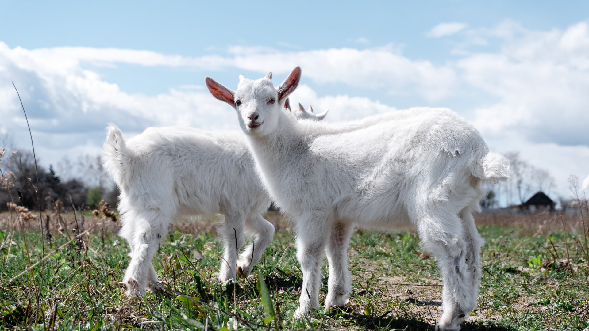 Nyomós indokok a kecsketartás mellett Nyomós indokok a kecsketartás mellett