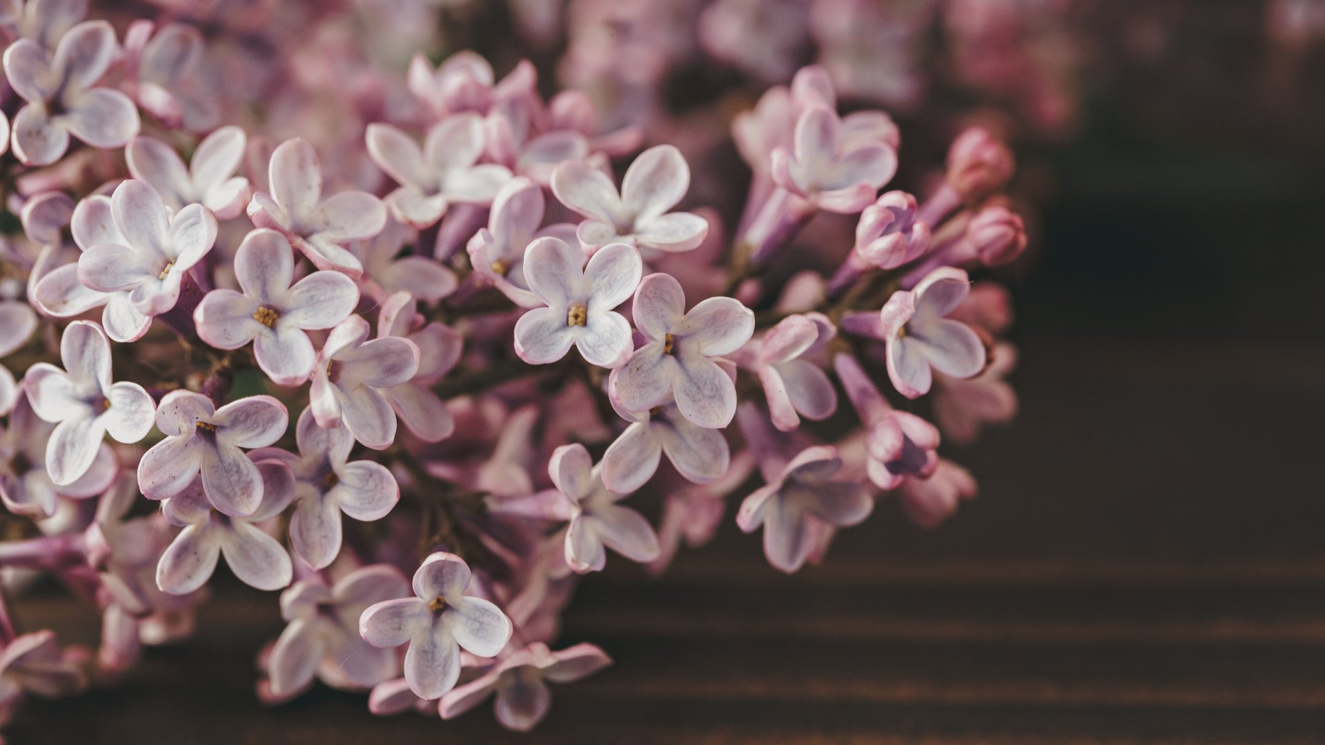 Csodaszép növények, amik álomszerű oázissá változtatják az udvart