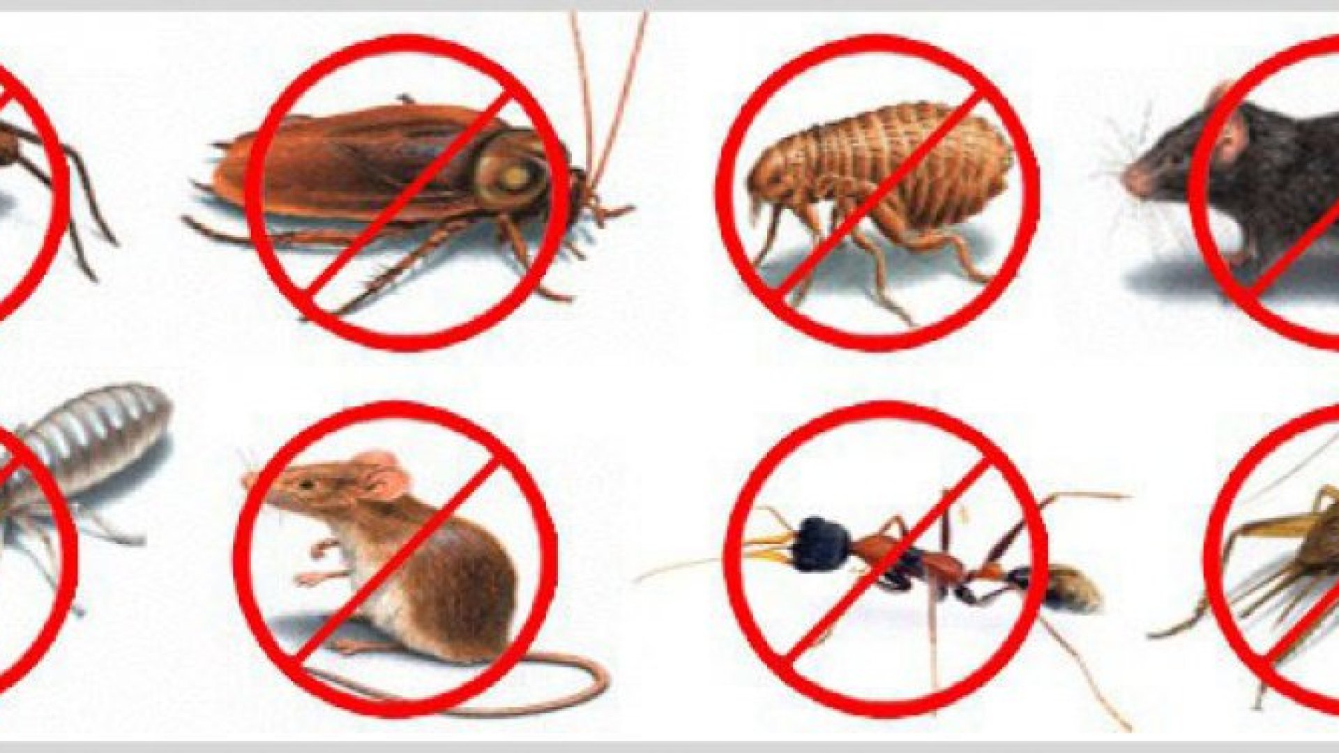 Védekezz természetesen a kártevők ellen!