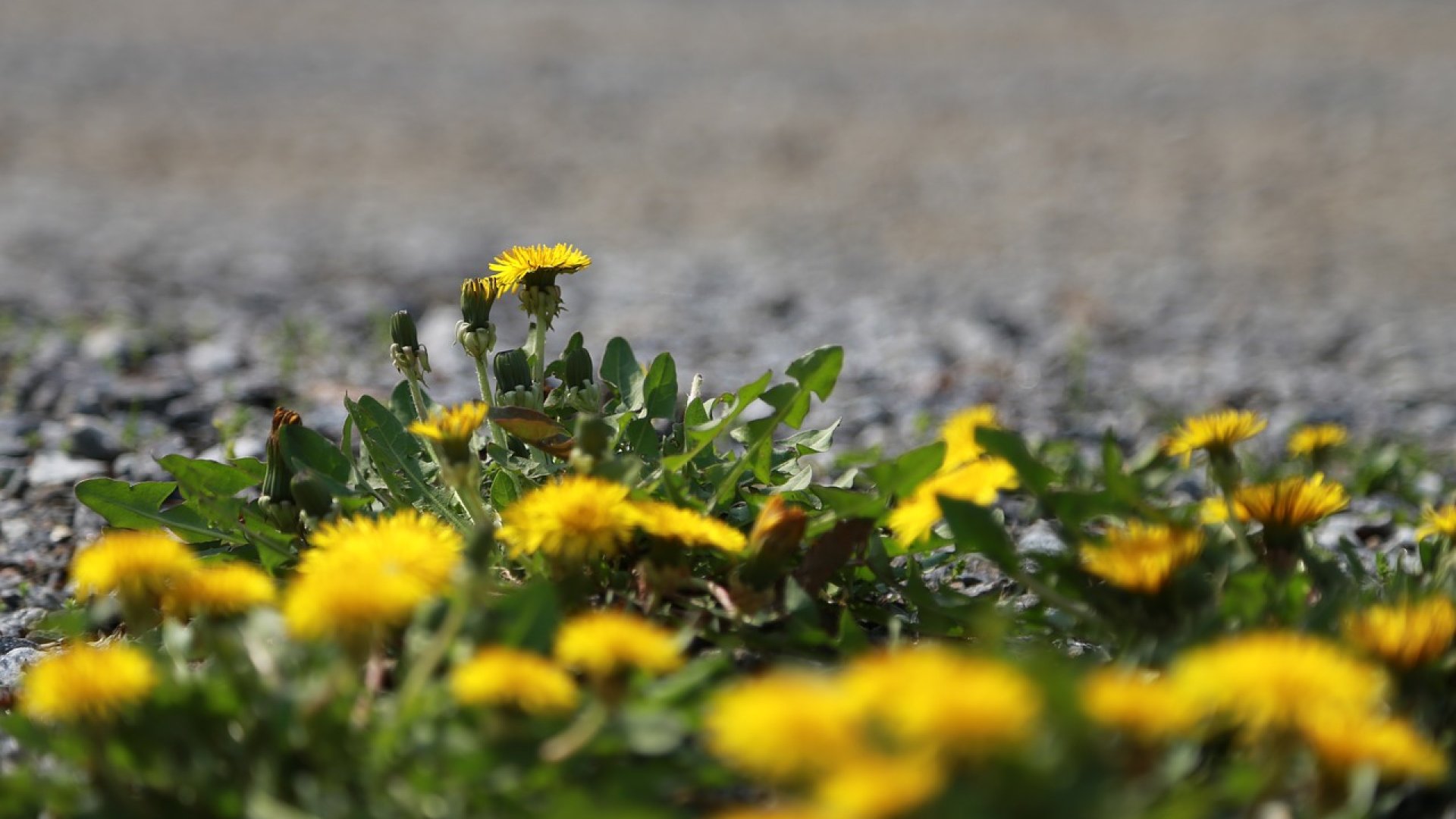 Ehető gyomnövényeink I. rész