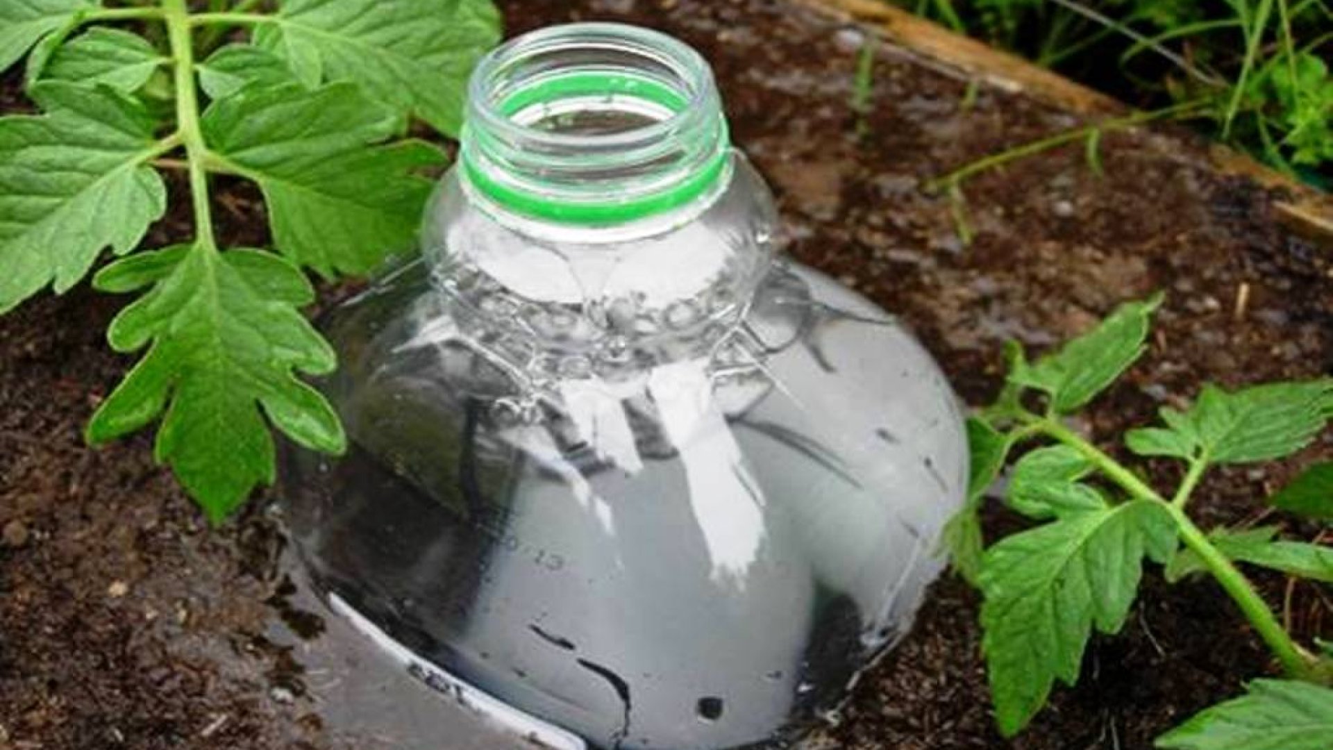 Ültessünk műanyag palackot a kertbe! 