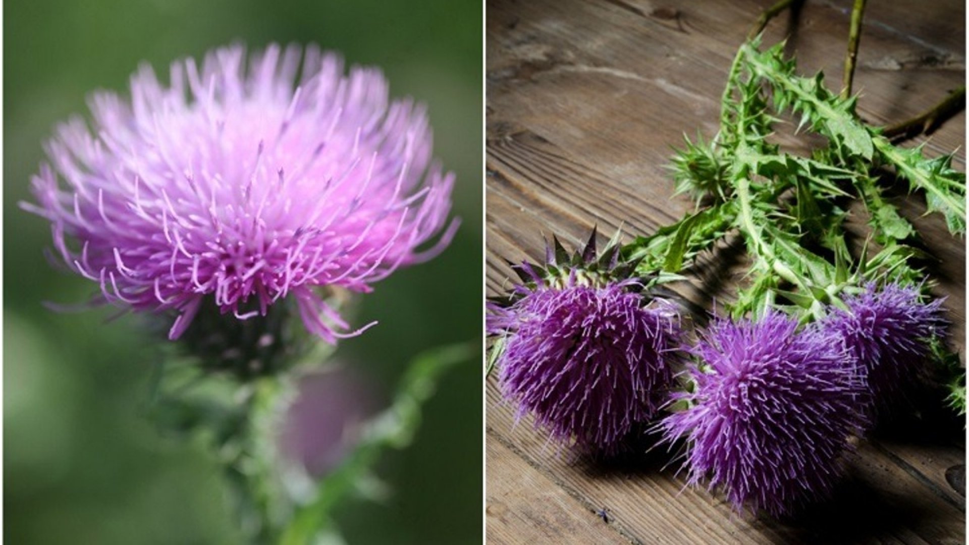 Miért és hogyan érdemes máriatövist termeszteni