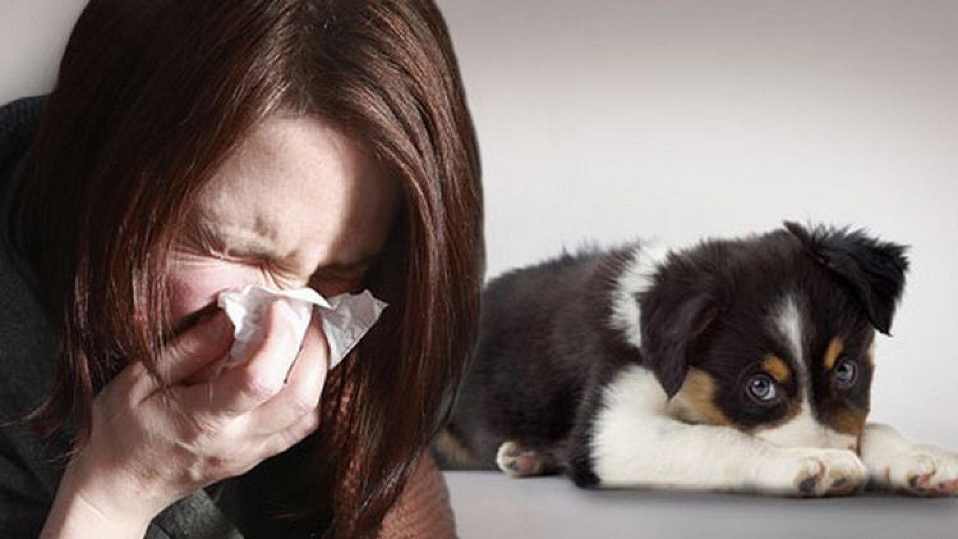 Hipoallergén kutyafajták, az allergiás kutyaimádóknak Hipoallergén kutyafajták, az allergiás kutyaimádóknak