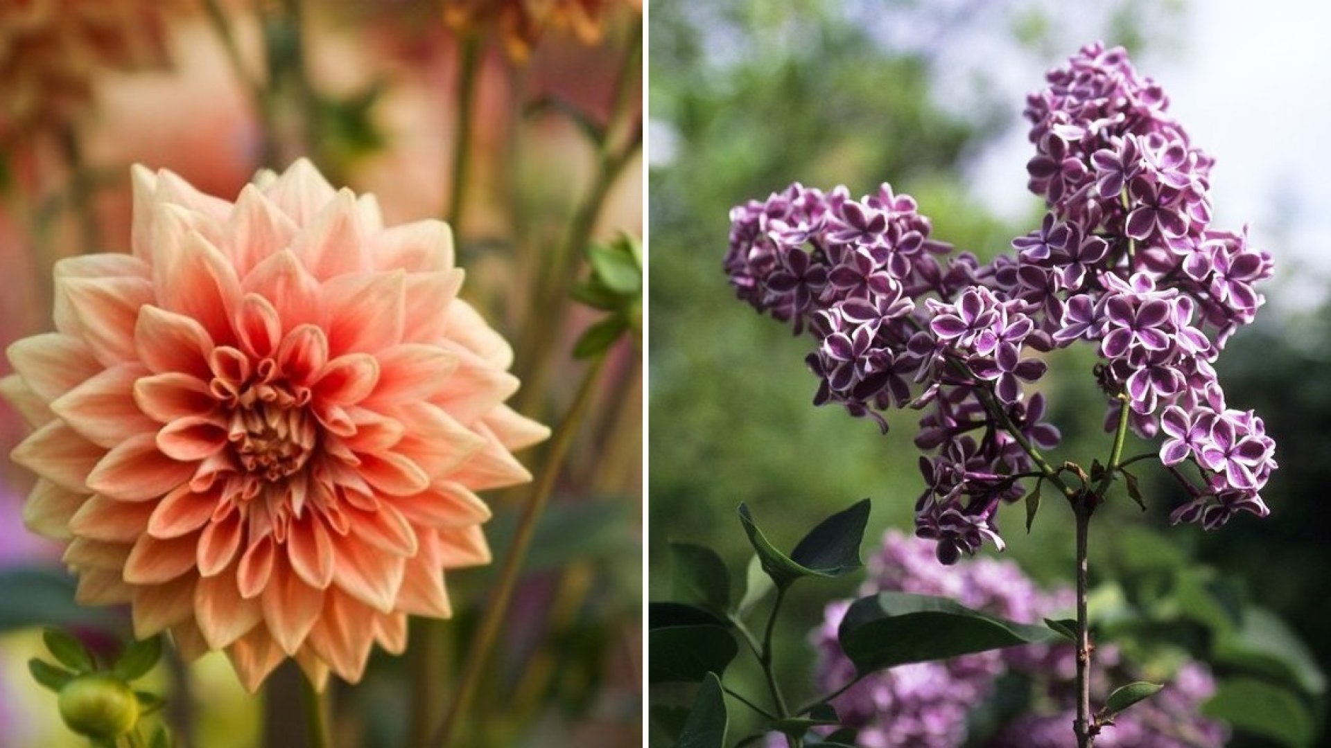 A legegyszerűbben nevelhető növények kezdő kertészeknek