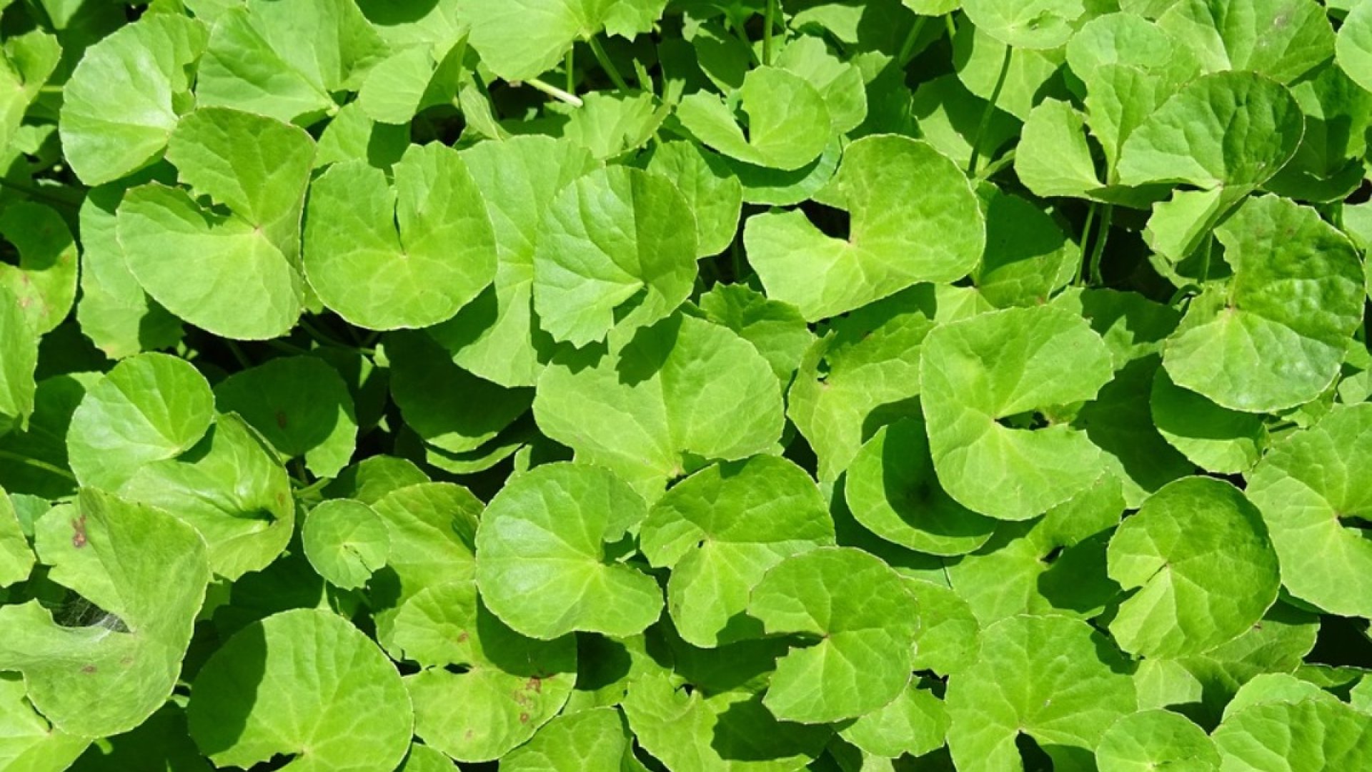 Mire jó az ázsiai gázló (Gotu Kola)? Mire jó az ázsiai gázló (Gotu Kola)?