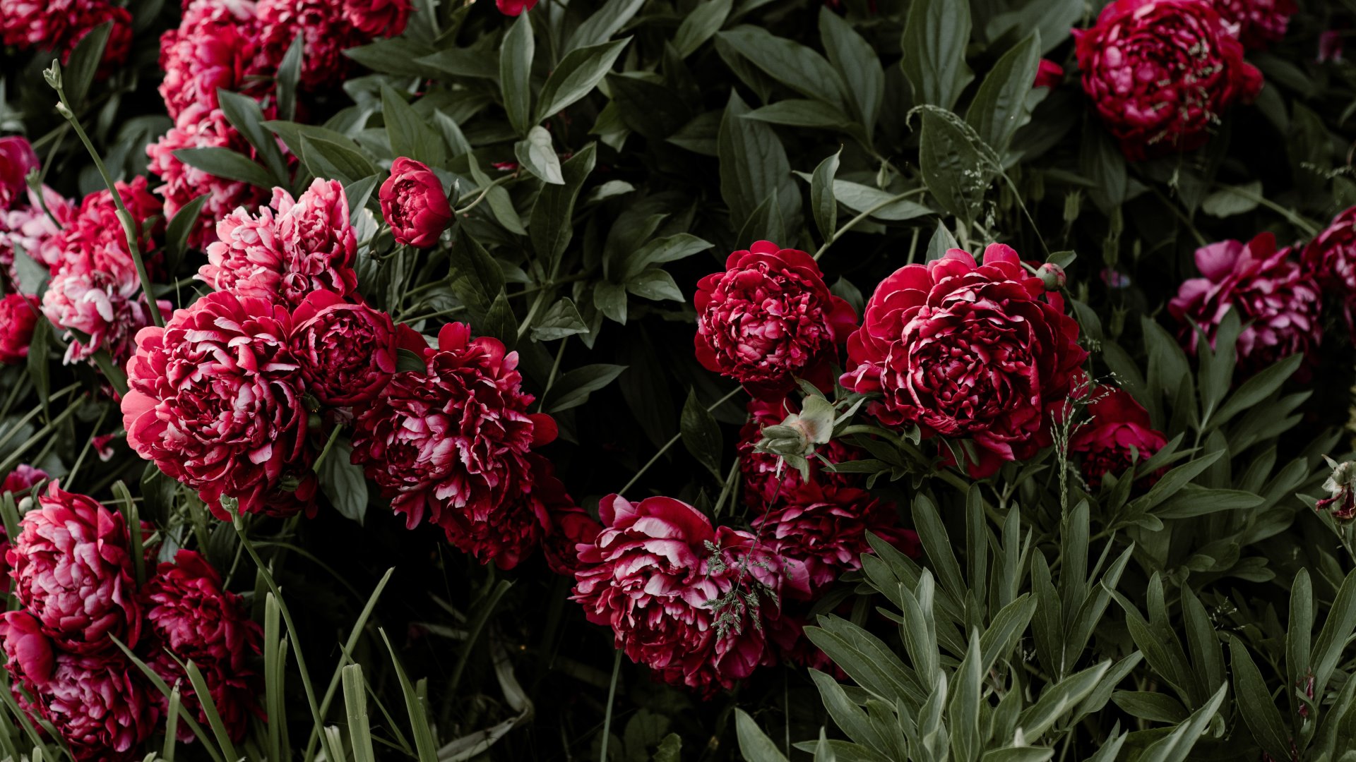 Ez a 10 növény a legmérgezőbb világszerte