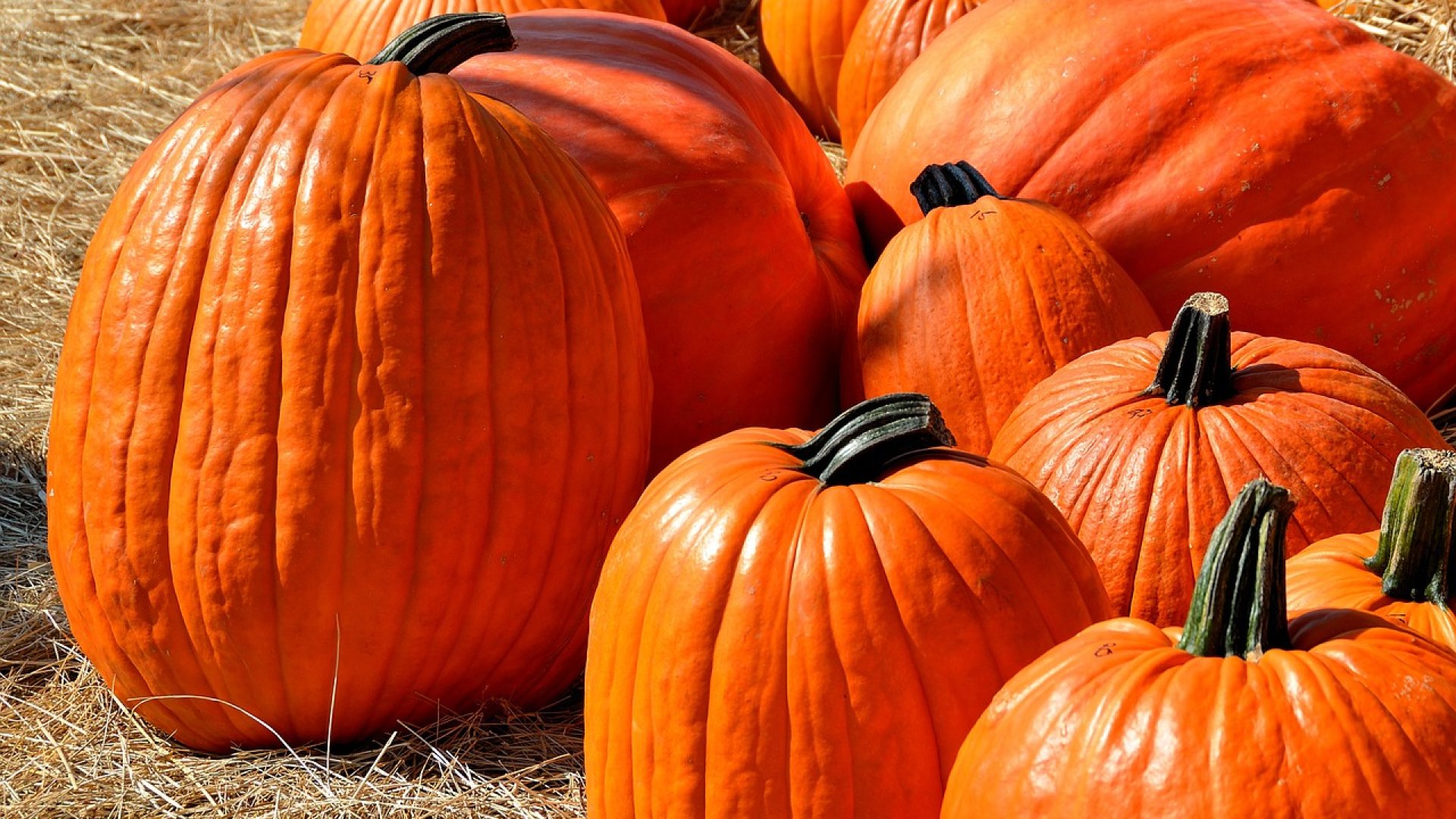 10 lépés az óriási sütőtökért - termeszd otthon!