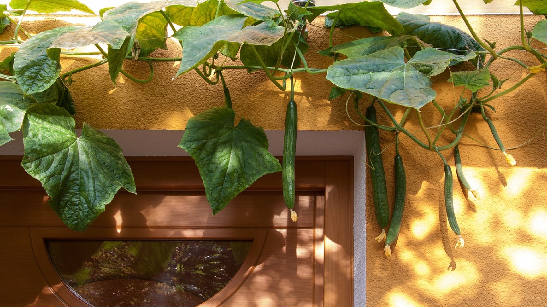 Az uborkatermesztés