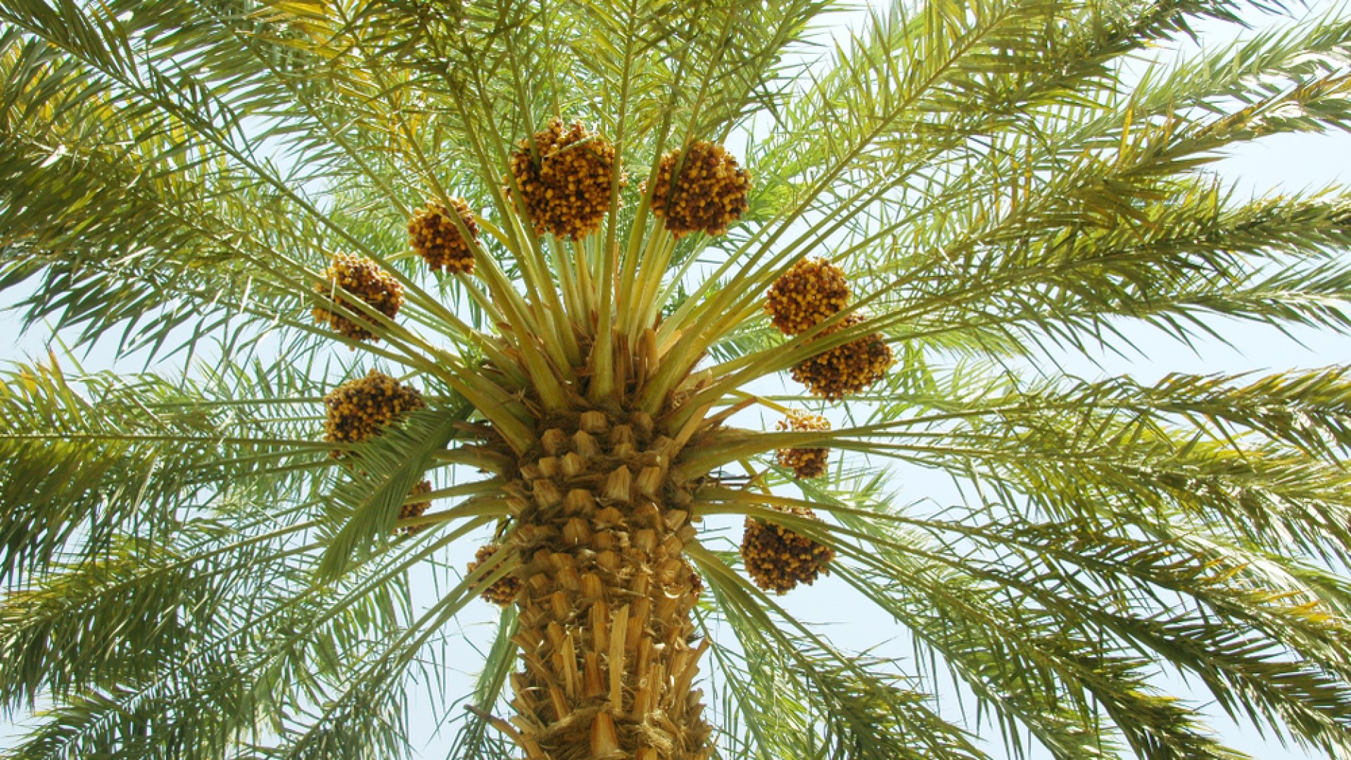 Nevelj otthon datolyapálmát fillérekből! - Ezekre figyelj a csodás datolyapálmáért