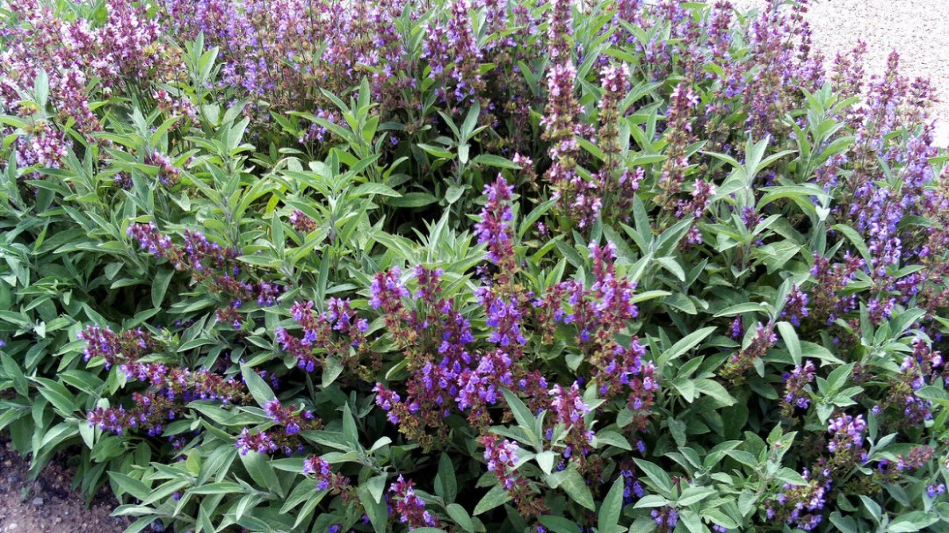 Minden, amit a zsálya termesztéséről tudnod kell