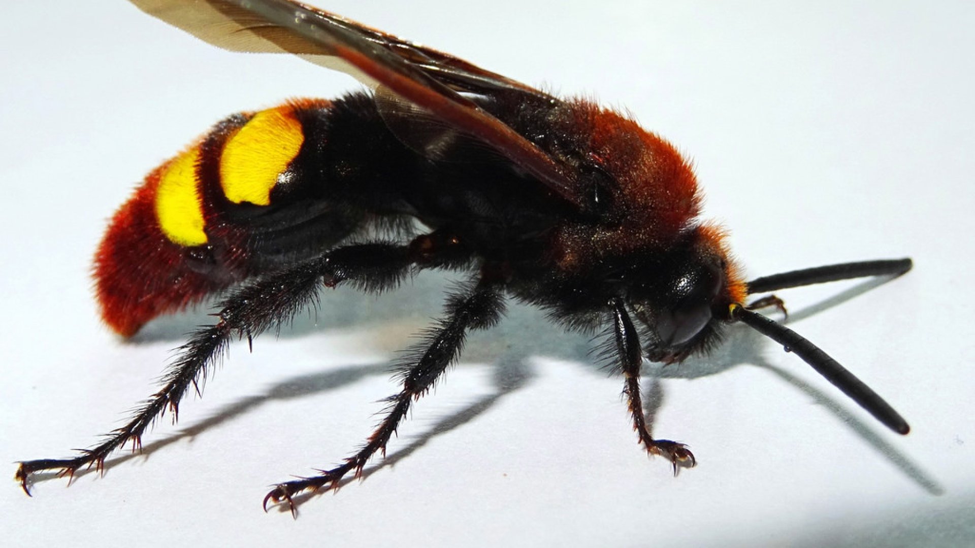 Ne bántsd az óriás tőrösdarazsat!