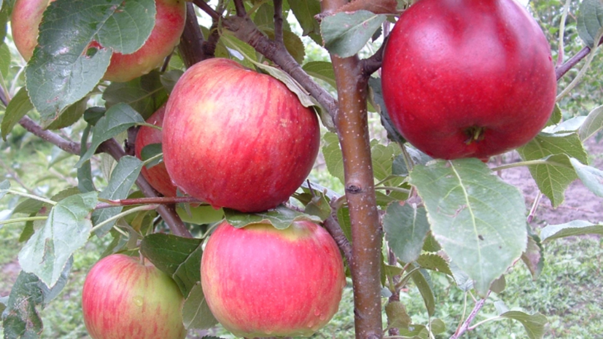 Ismerd meg Te is magyar almafajtáinkat Ismerd meg Te is magyar almafajtáinkat