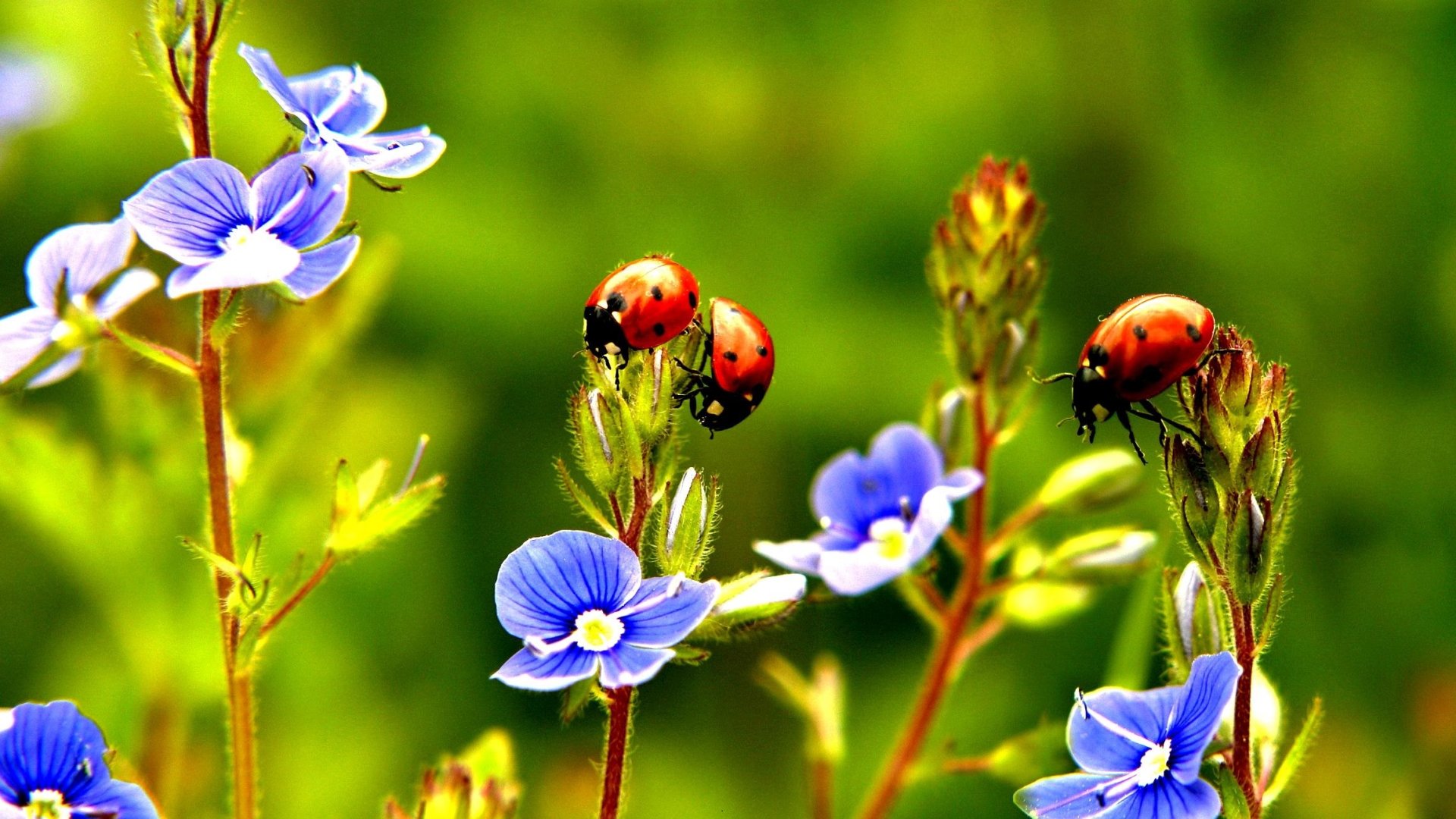 Ott a helyük a kertünkben a katicabogaraknak