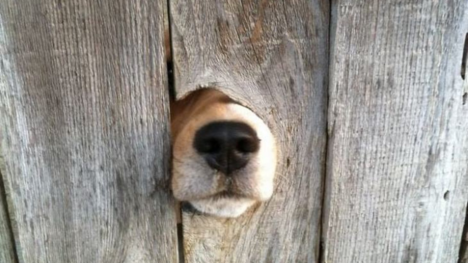 Hogyan szoktasd le kutyádat, hogy világgá menjen Hogyan szoktasd le kutyádat, hogy világgá menjen