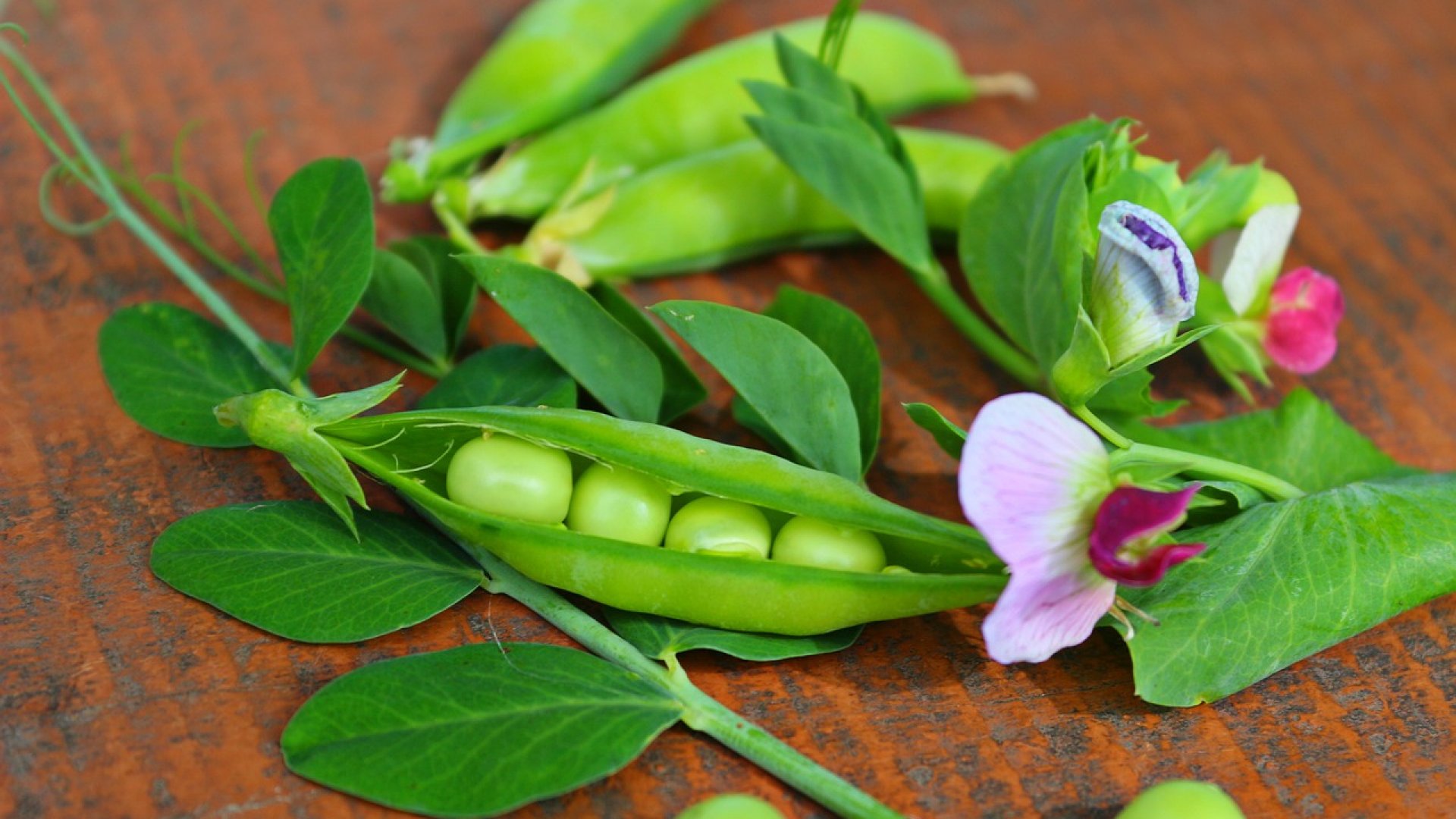 A borsó 3 leggyakoribb kártevője