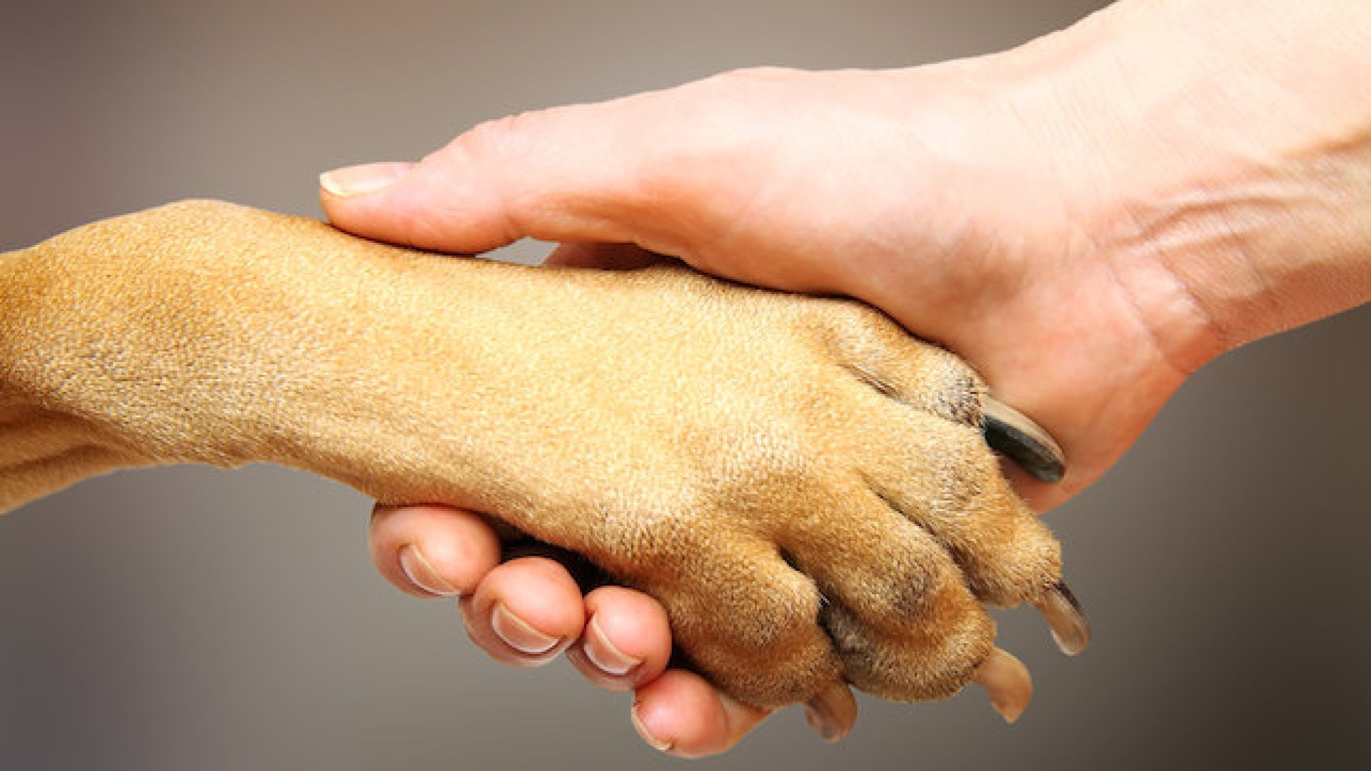 Minden, amit a kutya mancsról tudni kell I. Minden, amit a kutya mancsról tudni kell I.