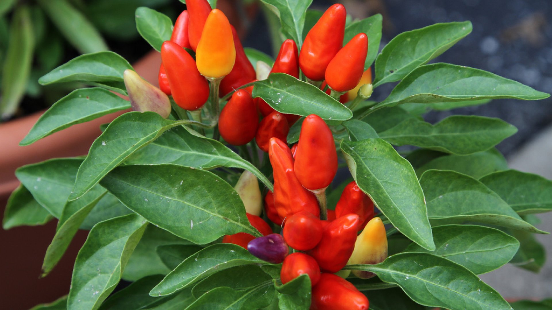 Chili paprika termesztés házilag