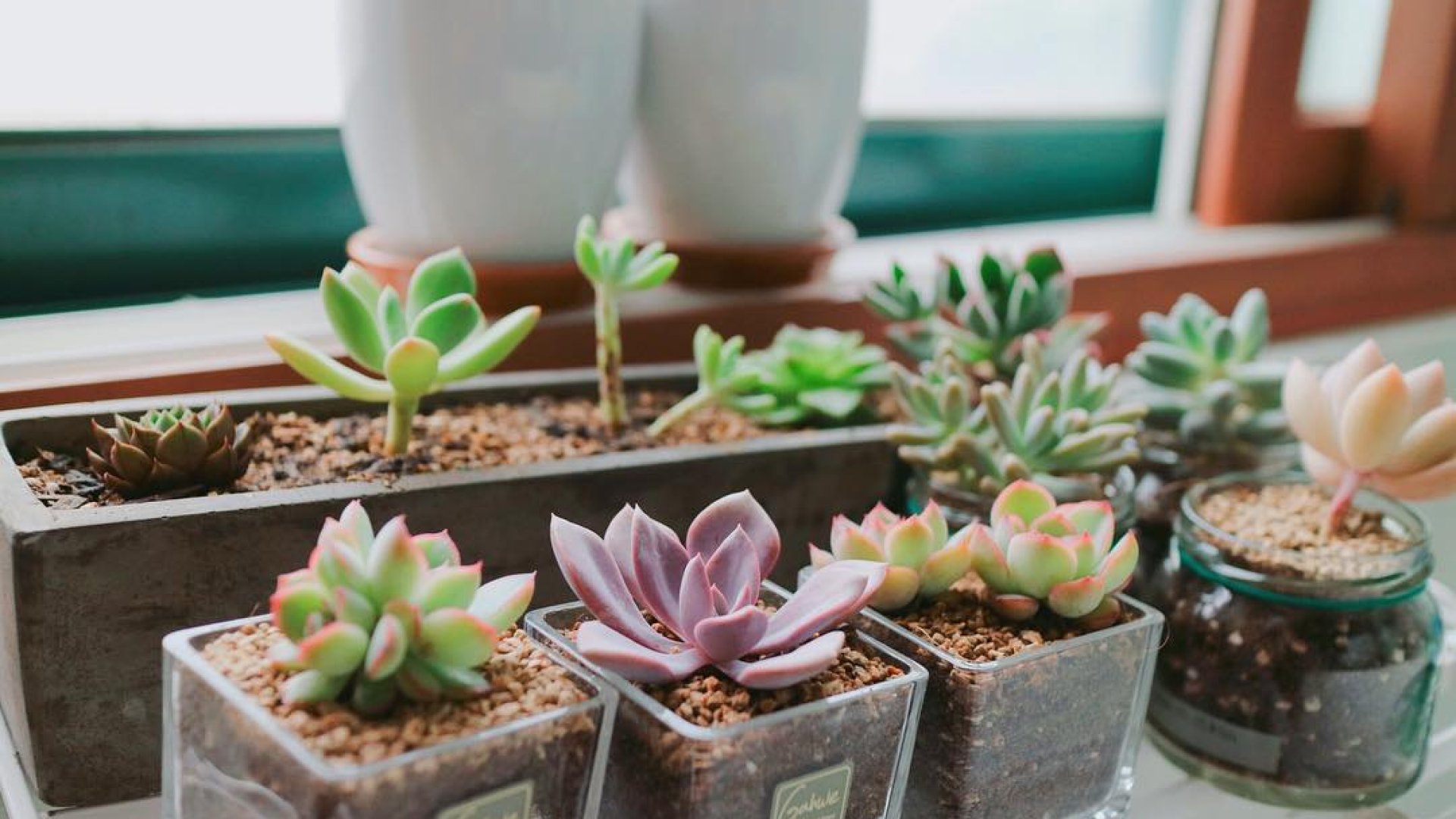 Csináld magad mini kert kaktuszból