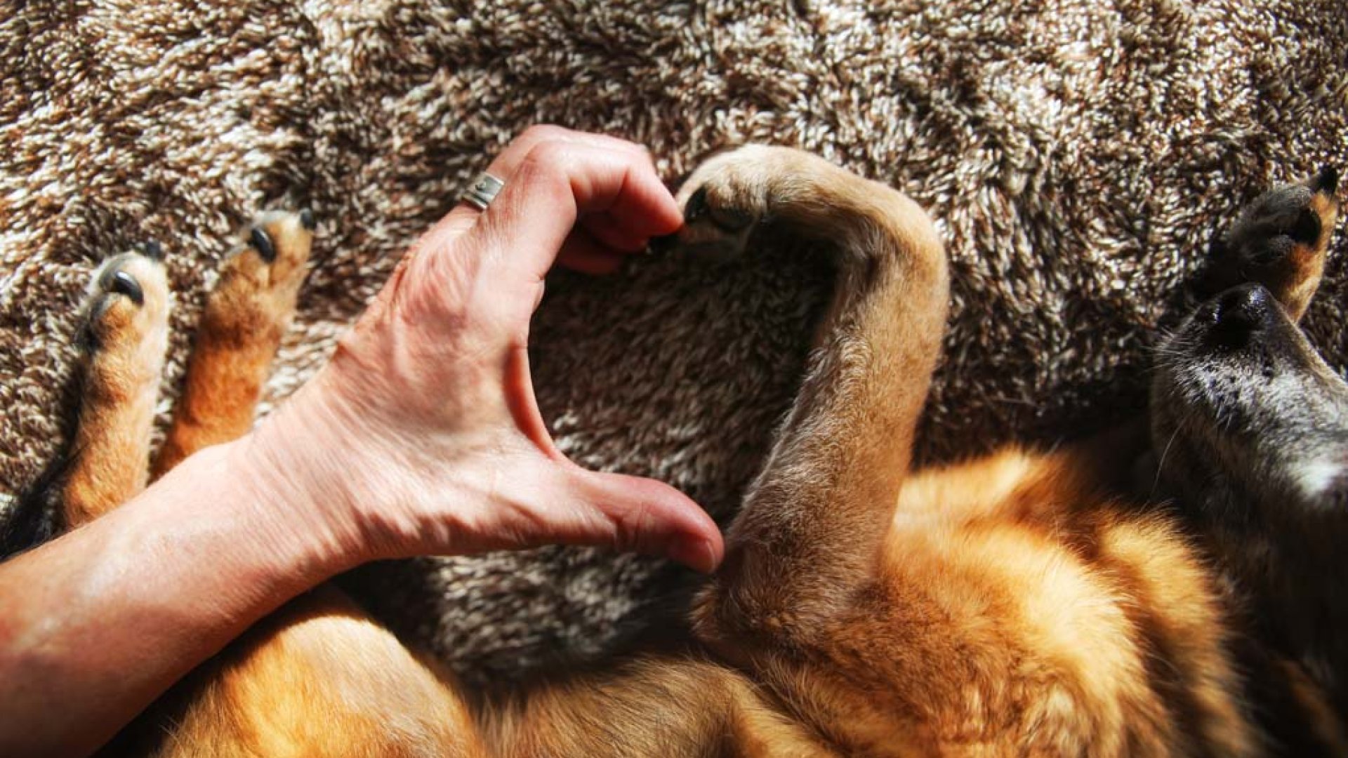 5 mód, hogyan mondd el kutyádnak saját nyelvén, hogy szereted 5 mód, hogyan mondd el kutyádnak saját nyelvén, hogy szereted