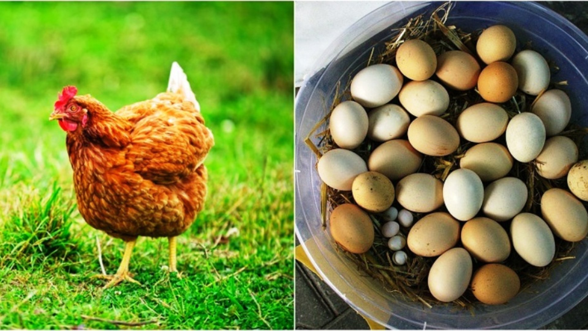 Ezért érdemes csirkéket tartani