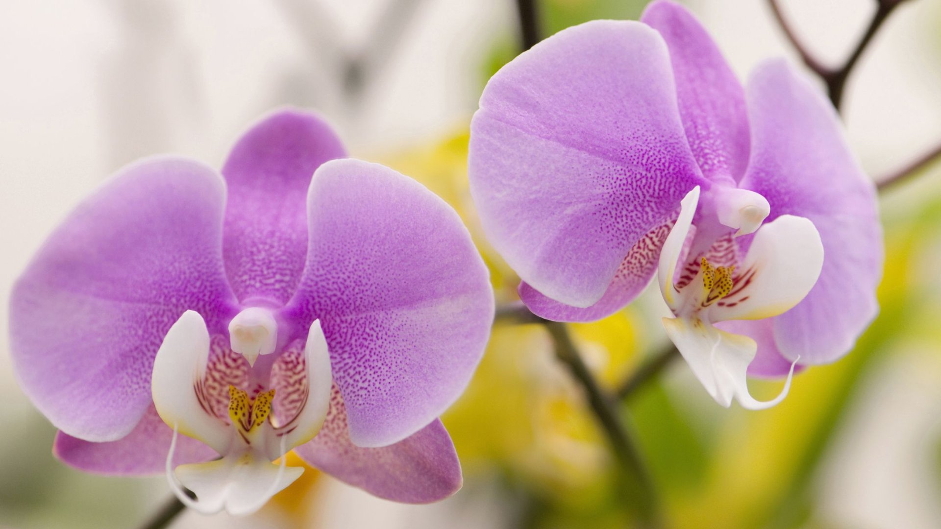 Fokhagyma jótékony hatása az orchideára