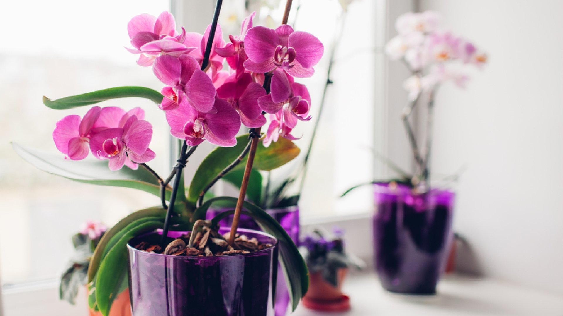 Bírjuk virágzásra az orchideát fokhagymával!  Bírjuk virágzásra az orchideát fokhagymával!