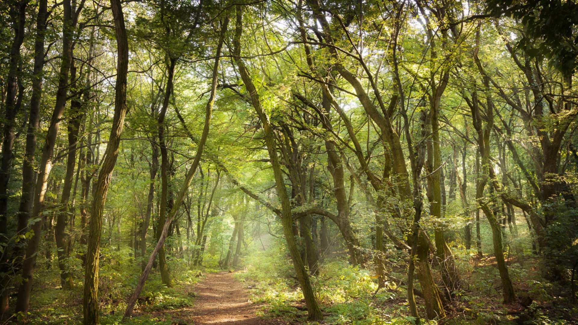 Változások az erdőgazdálkodás jogszabályaiban Változások az erdőgazdálkodás jogszabályaiban