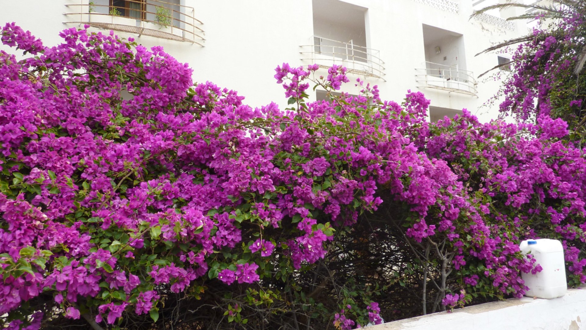 A Bougainvillea gondozásáról, neveléséről A Bougainvillea gondozásáról, neveléséről