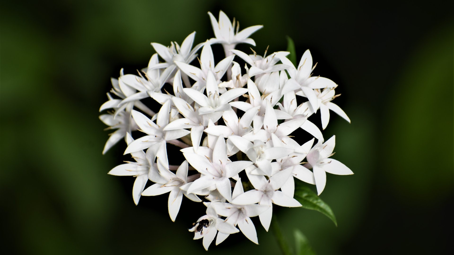 12 szobanövény, amik segítenek az alvásban