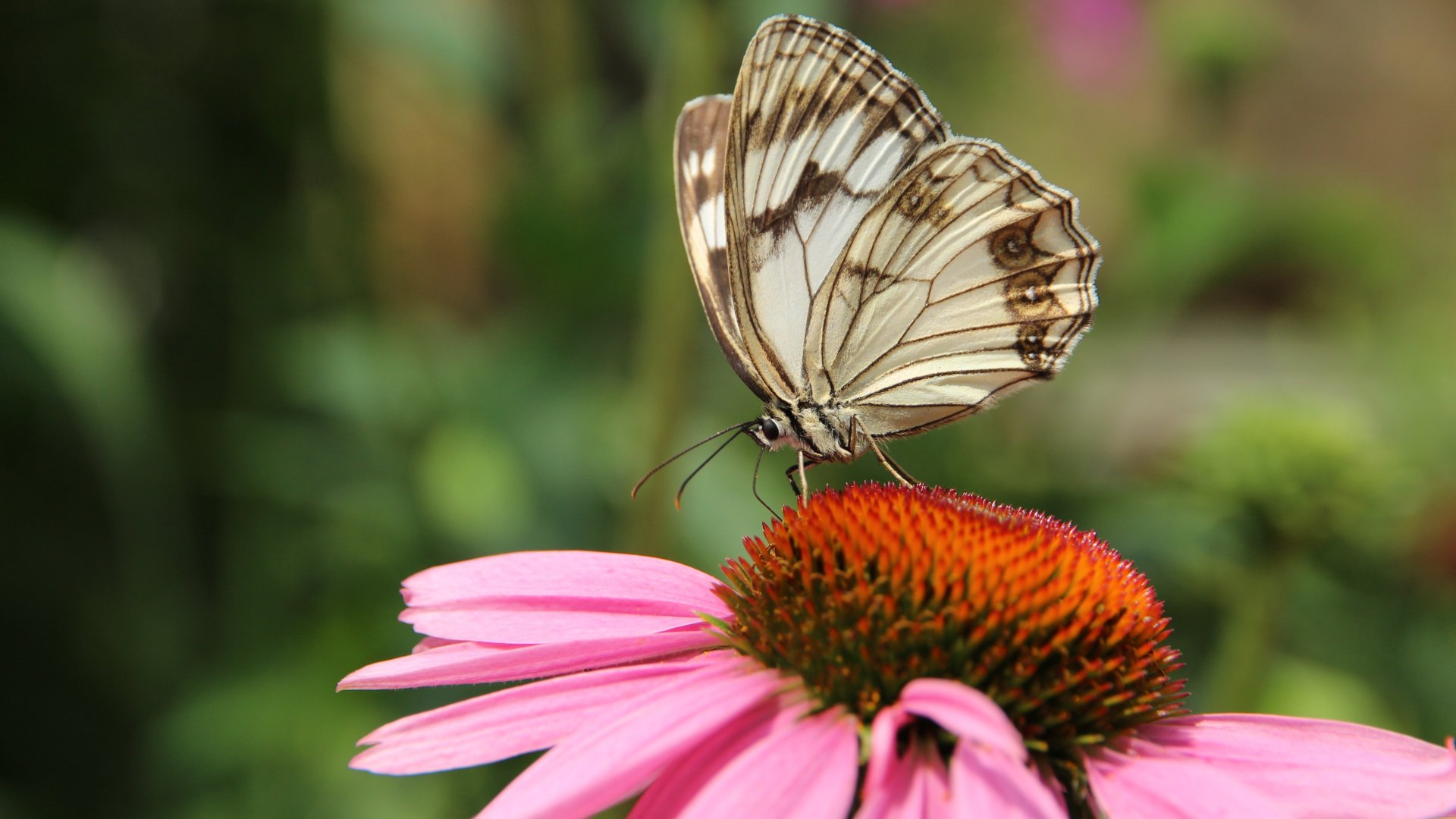 Ezért érdemes minden kertben kasvirágot (echinacea) nevelni Ezért érdemes minden kertben kasvirágot (echinacea) nevelni
