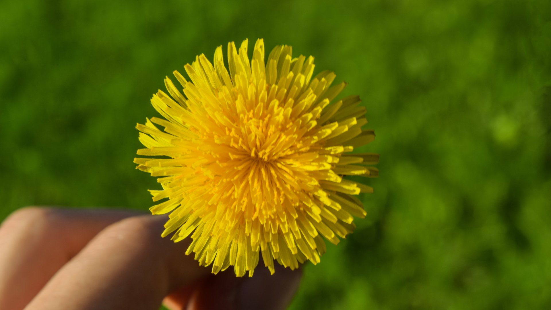 13 mód a pitypanglevél felhasználására