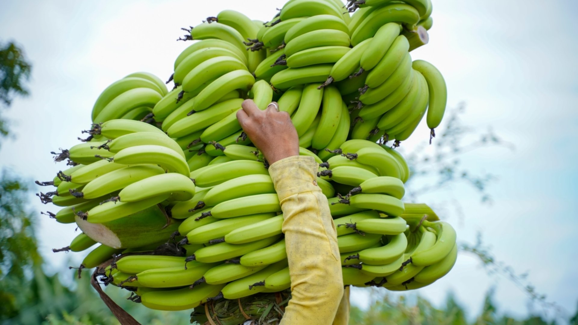 A pawpaw, azaz az indián banán szaporítása dugványozással A pawpaw, azaz az indián banán szaporítása dugványozással