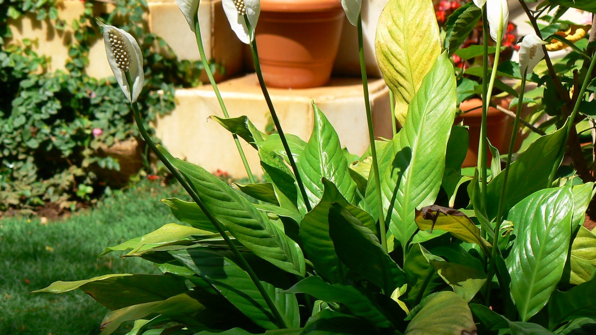 6 növény, ami csökkenti otthonod páratartalmát