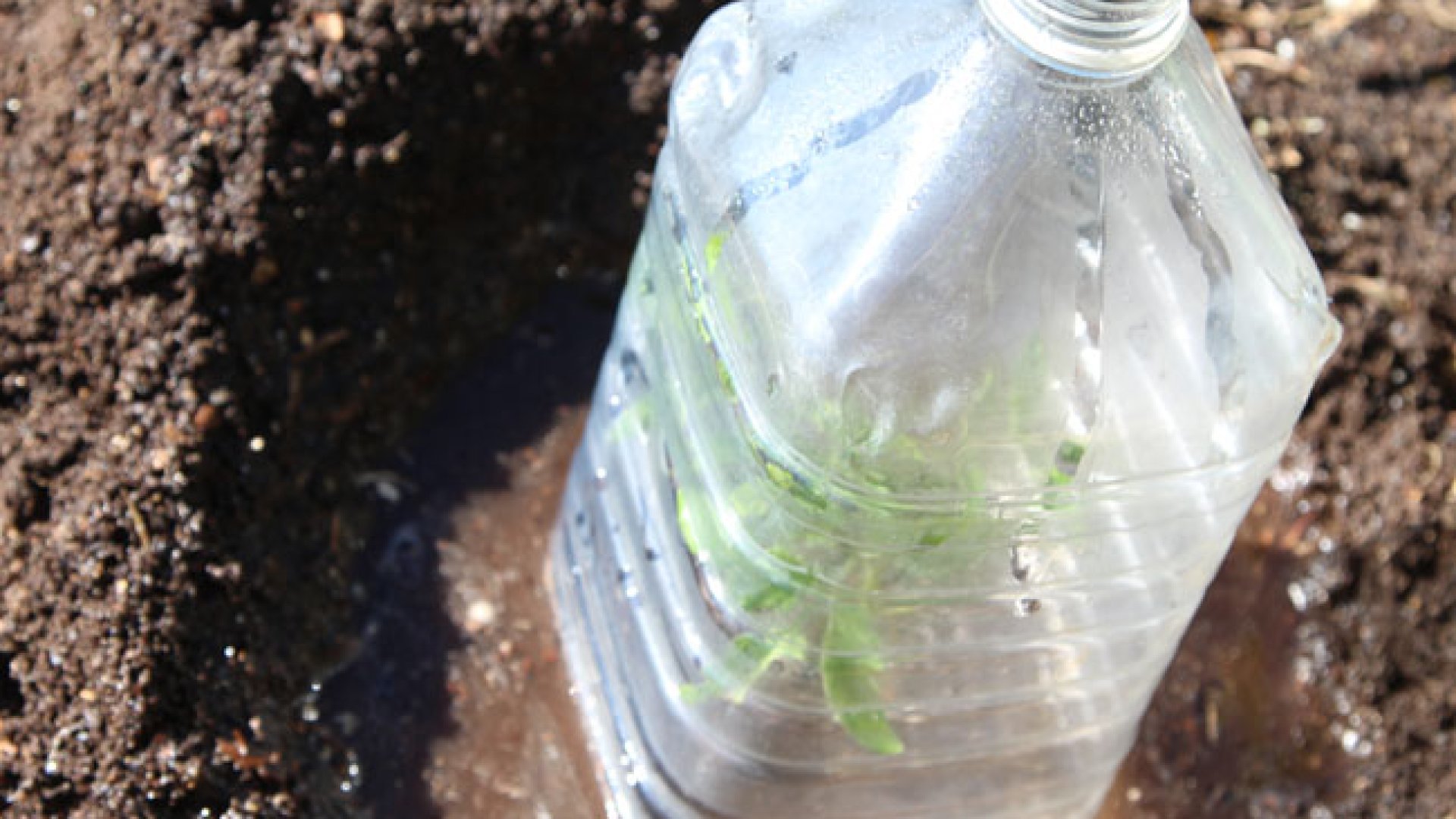 Így készíts mikro melegházat műanyag palackból